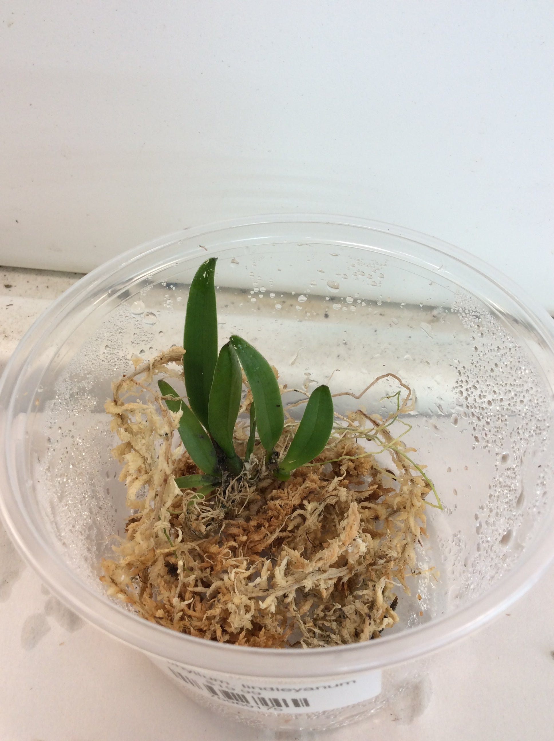 Bulbophyllum. lindleyanum