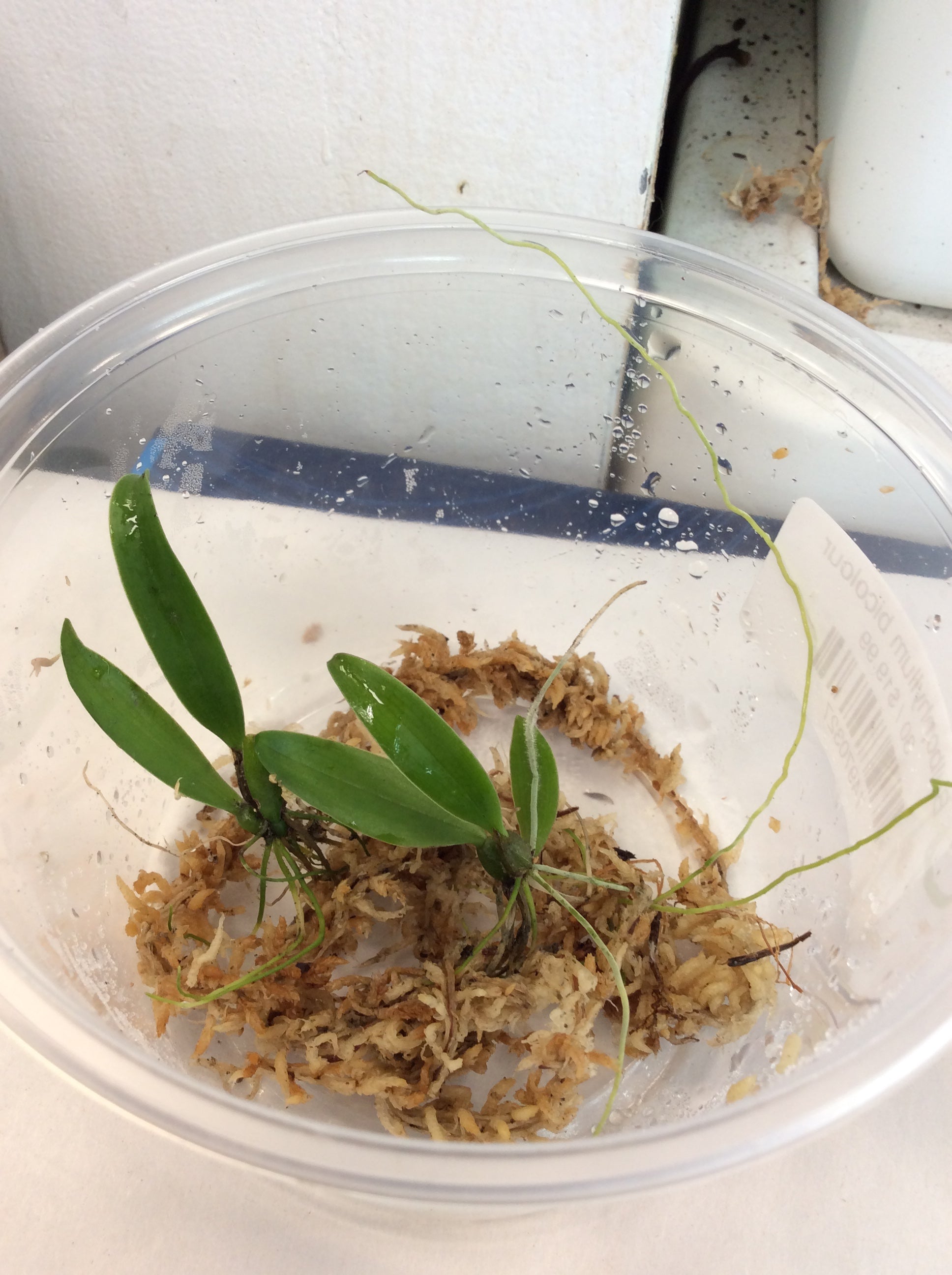 Bulbophyllum bicolour