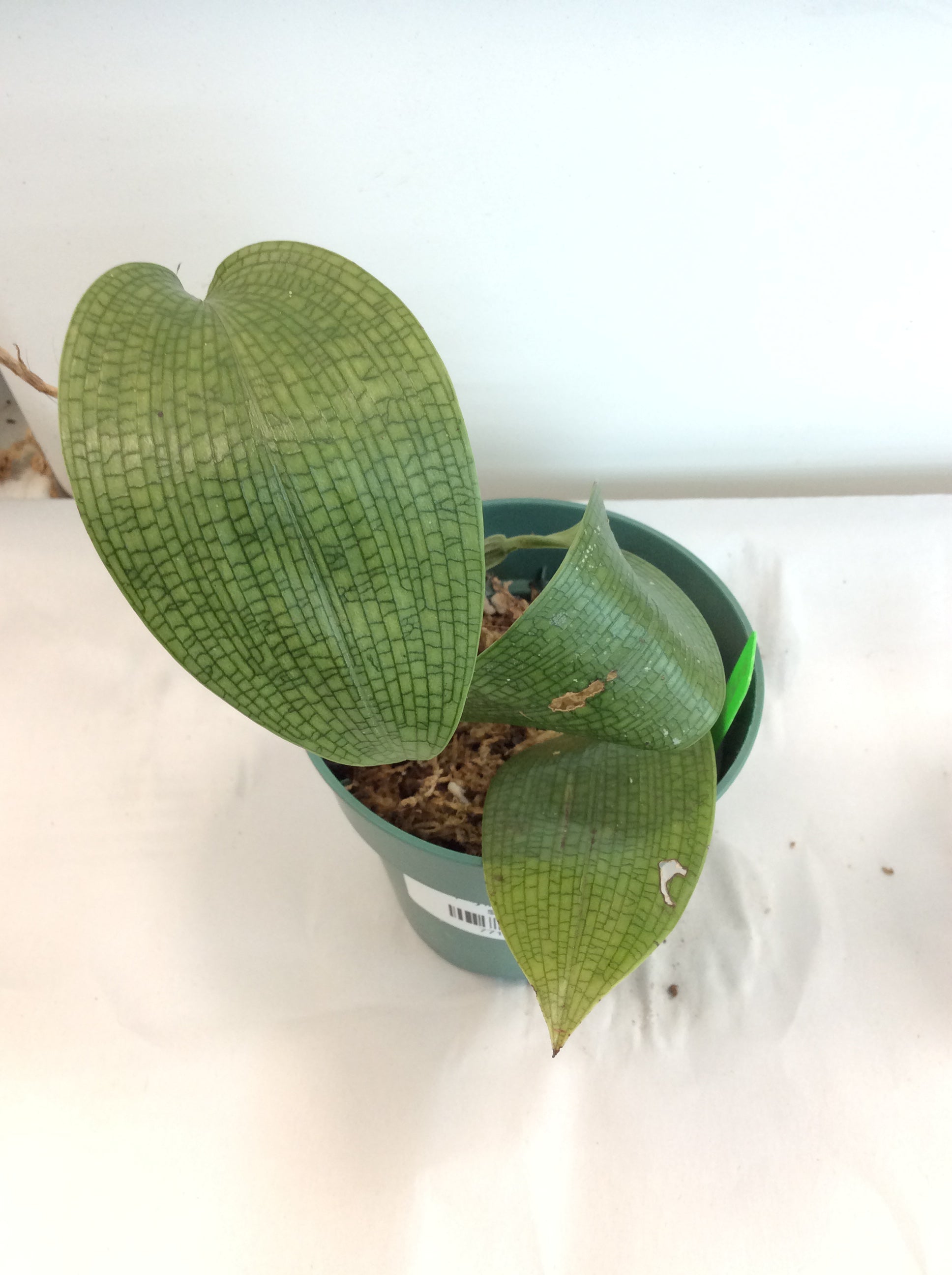 Bulbophyllum reticulatum