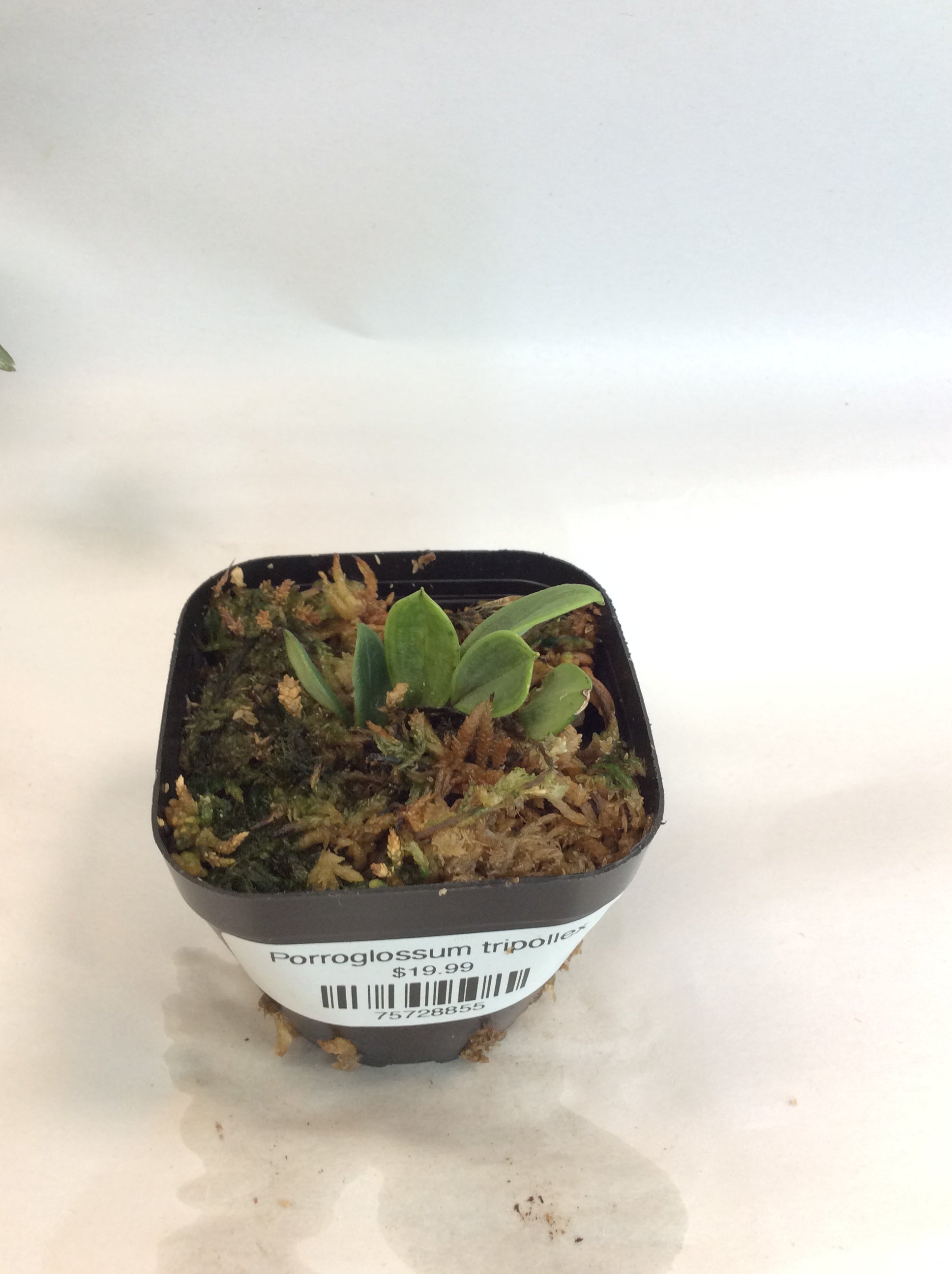 Porroglossum tripollex