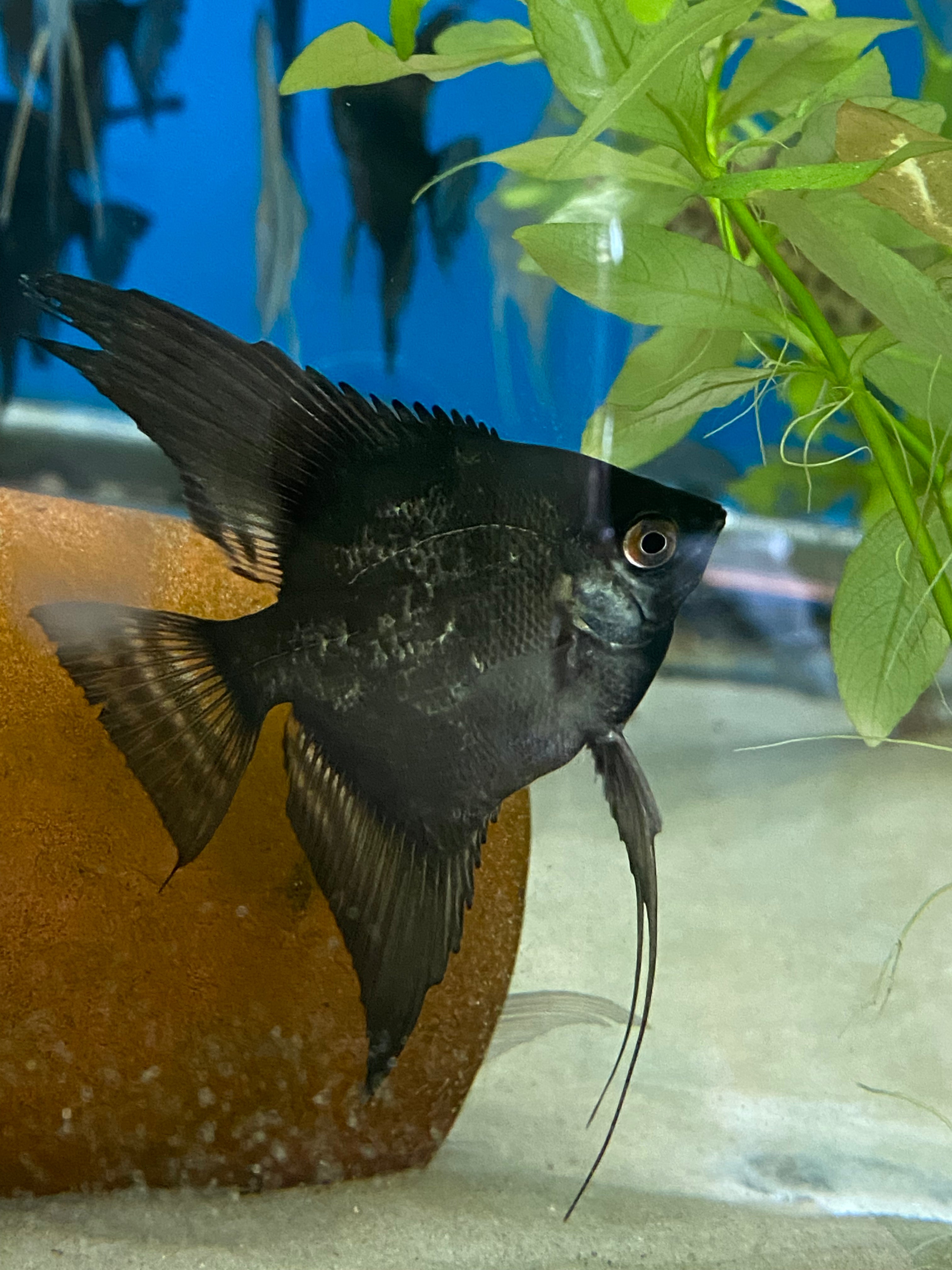 Black Angel (Locally Bred)