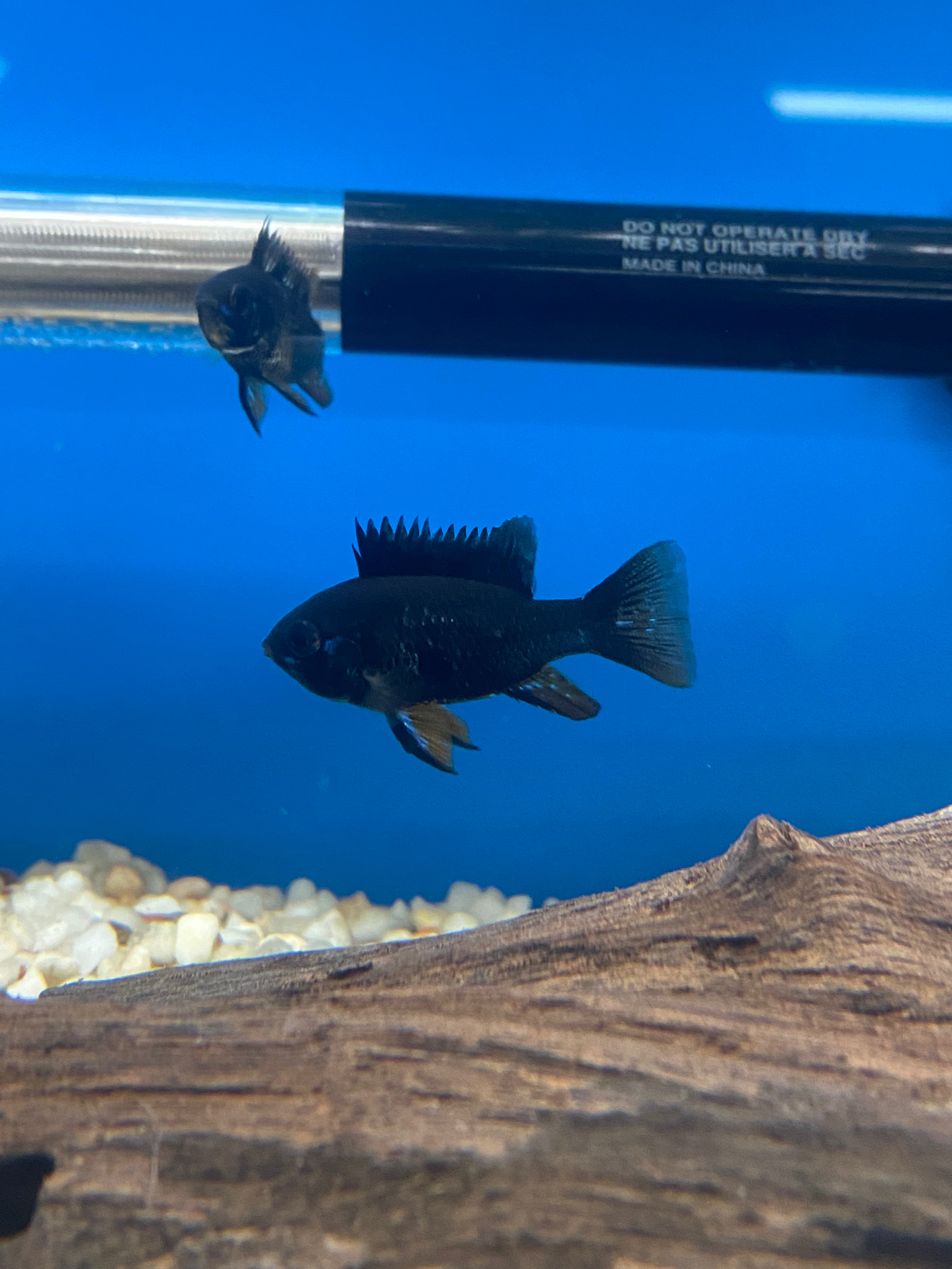 Bélier Chevalier Noir (élevage local)