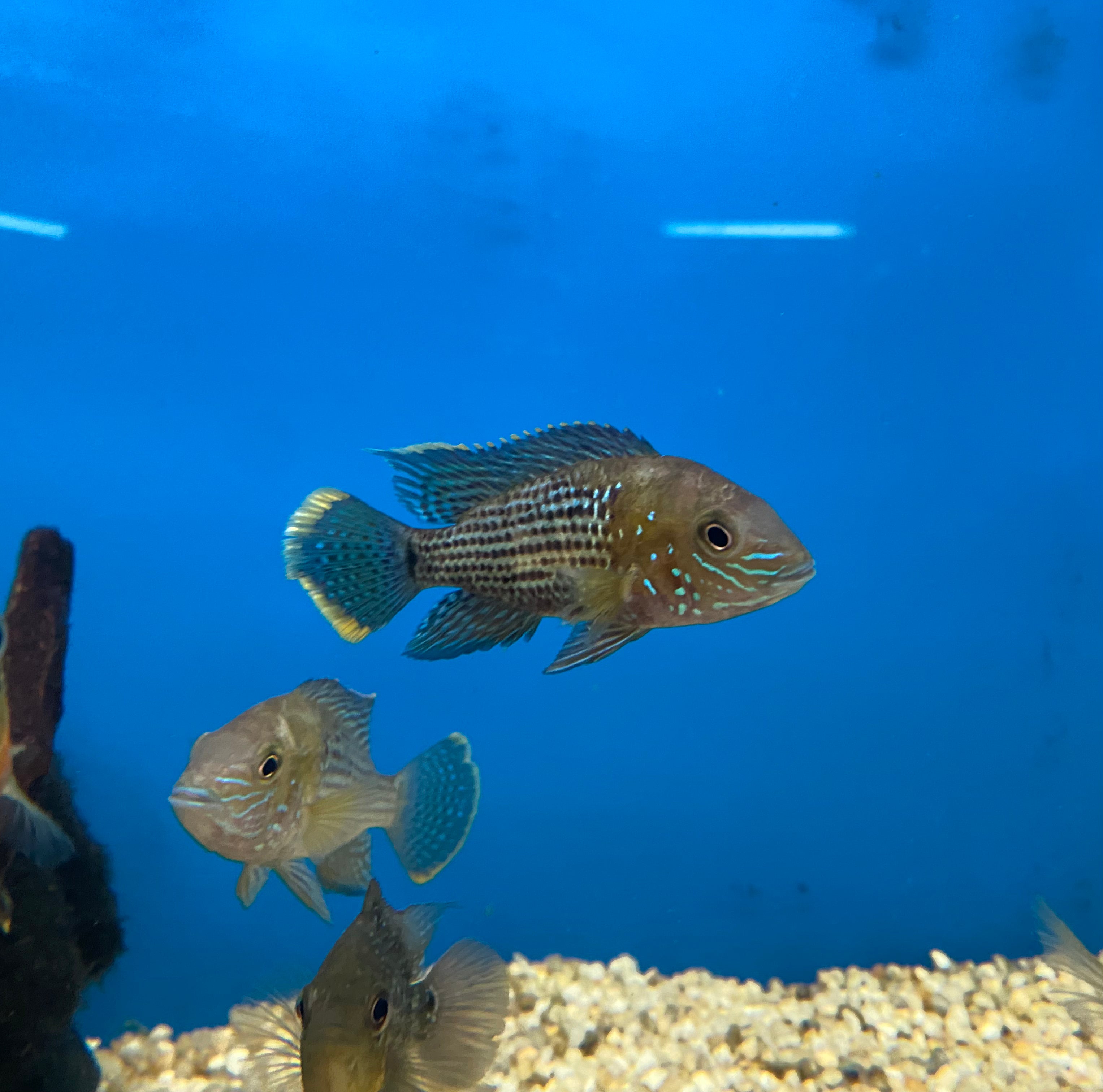 Green Terror/Gold Saum