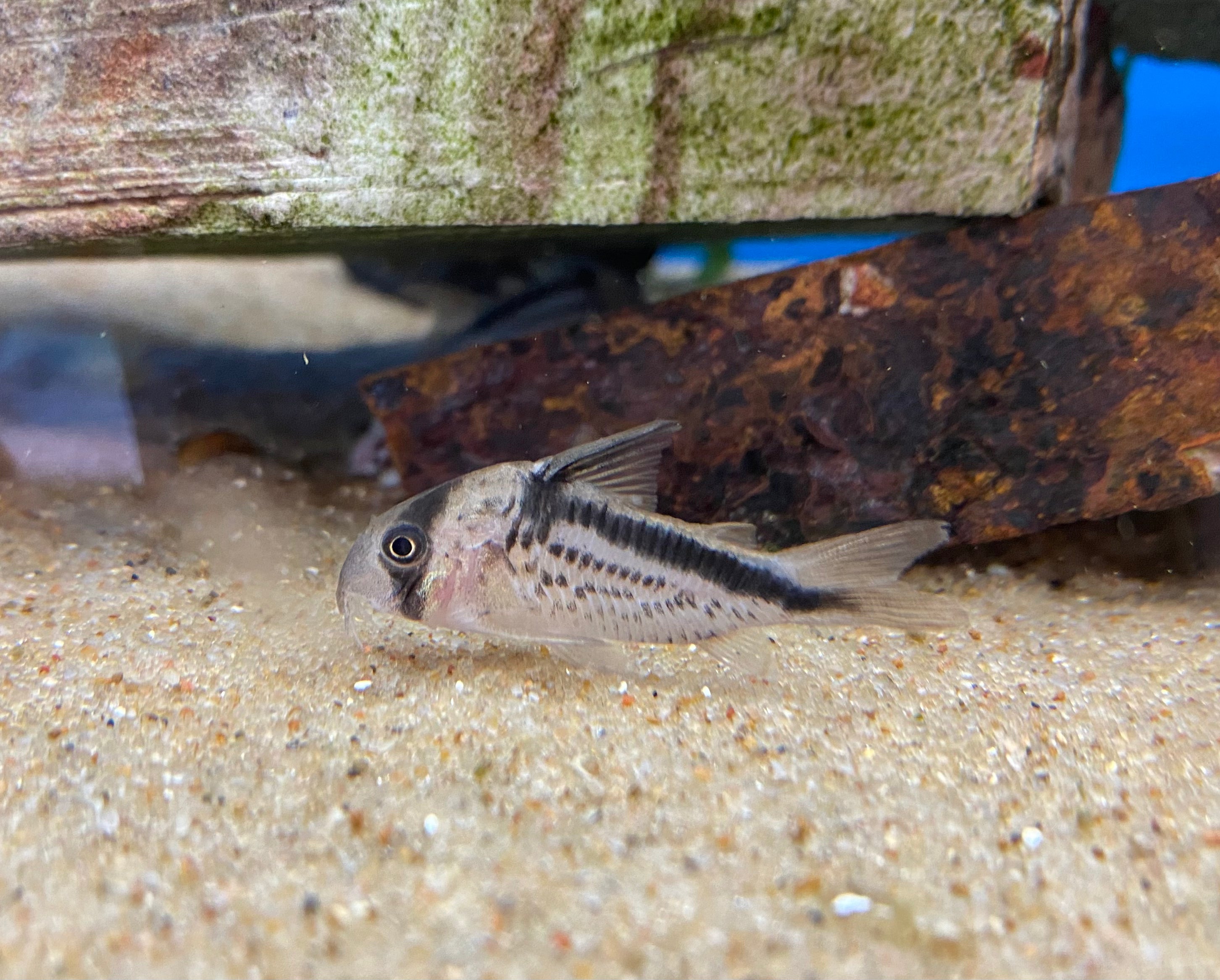 Corydoras à barre oblique (Hoplisoma loxosoma)
