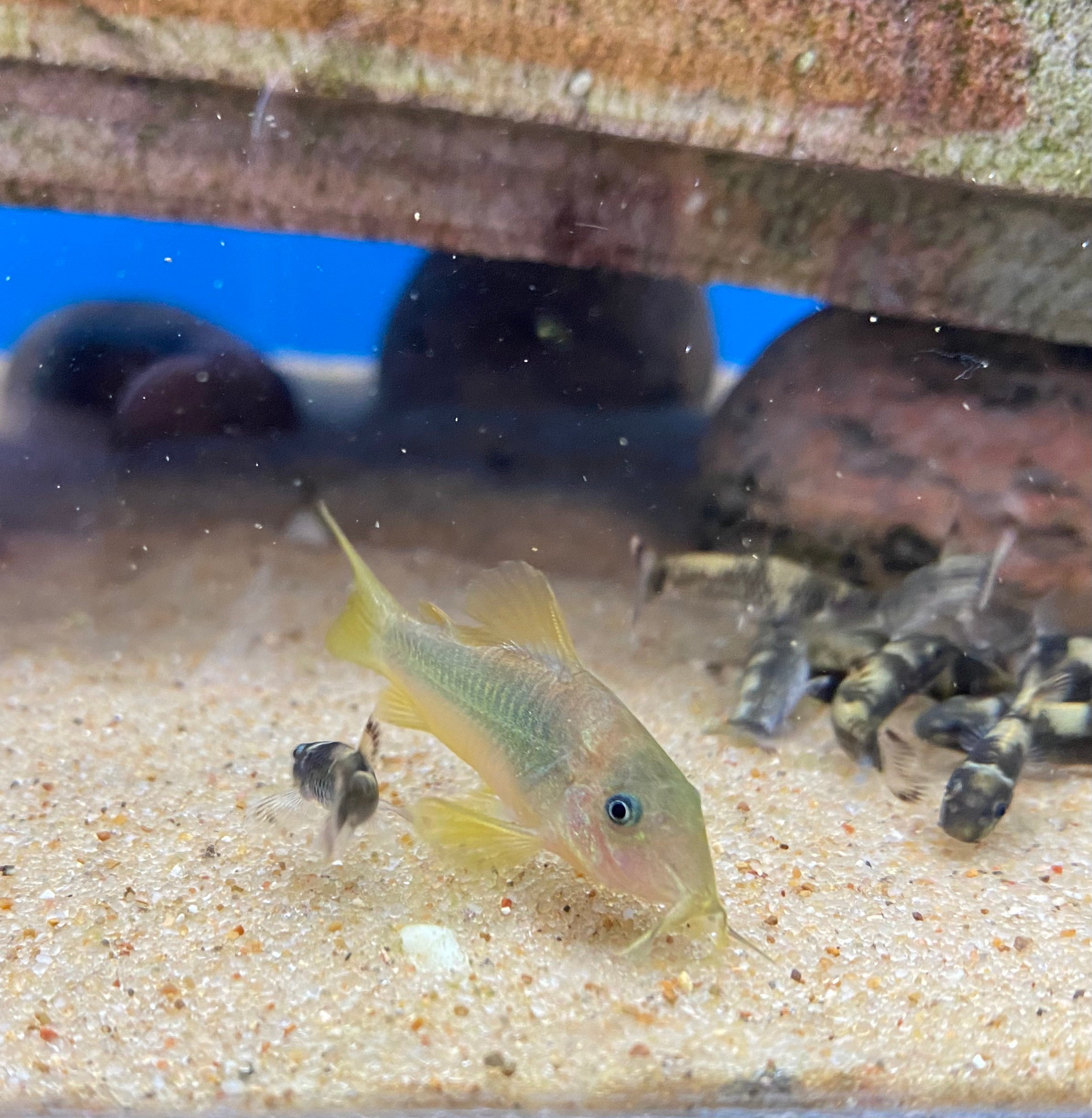 Gold-Green Cory