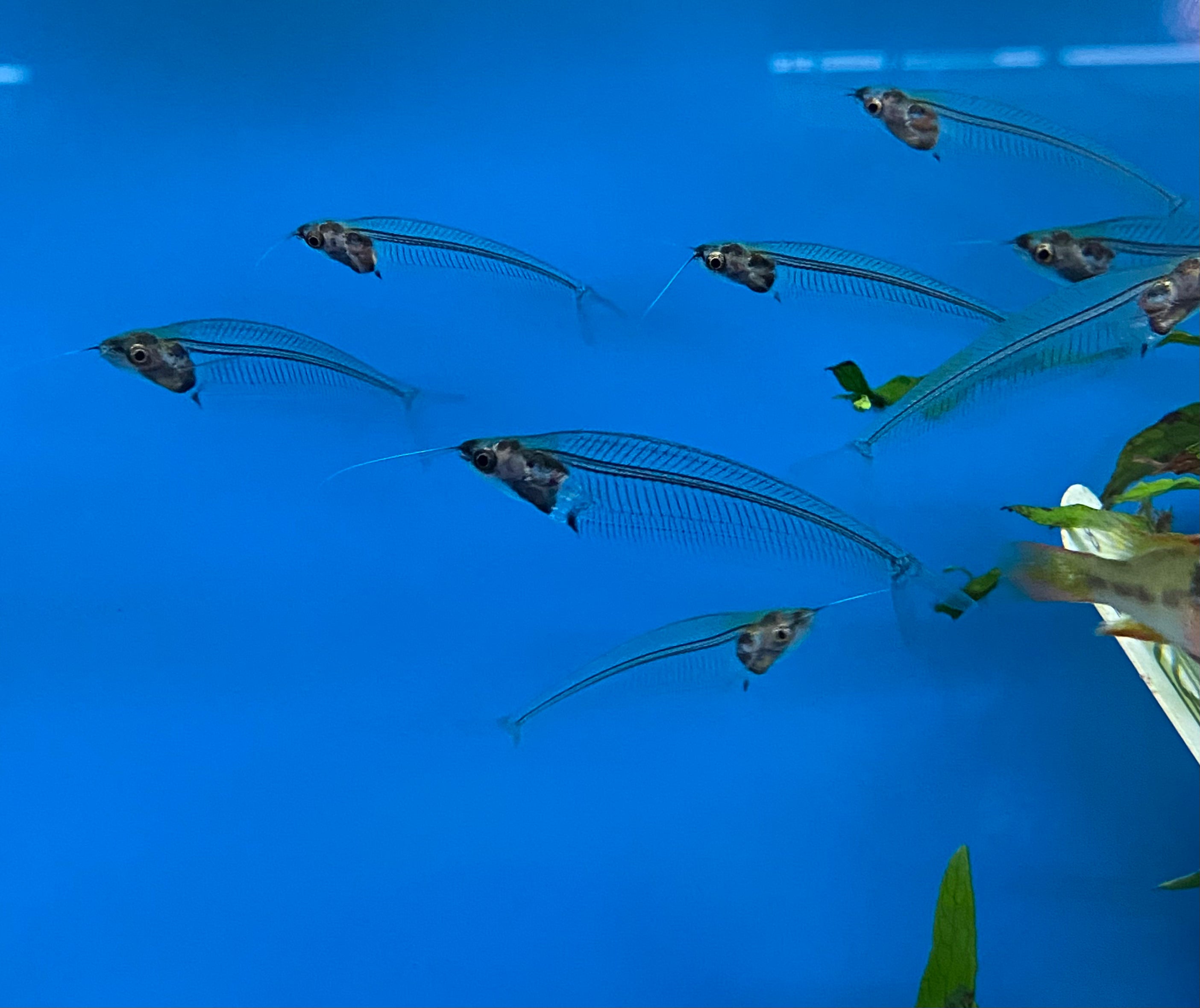 Poisson-chat de verre asiatique