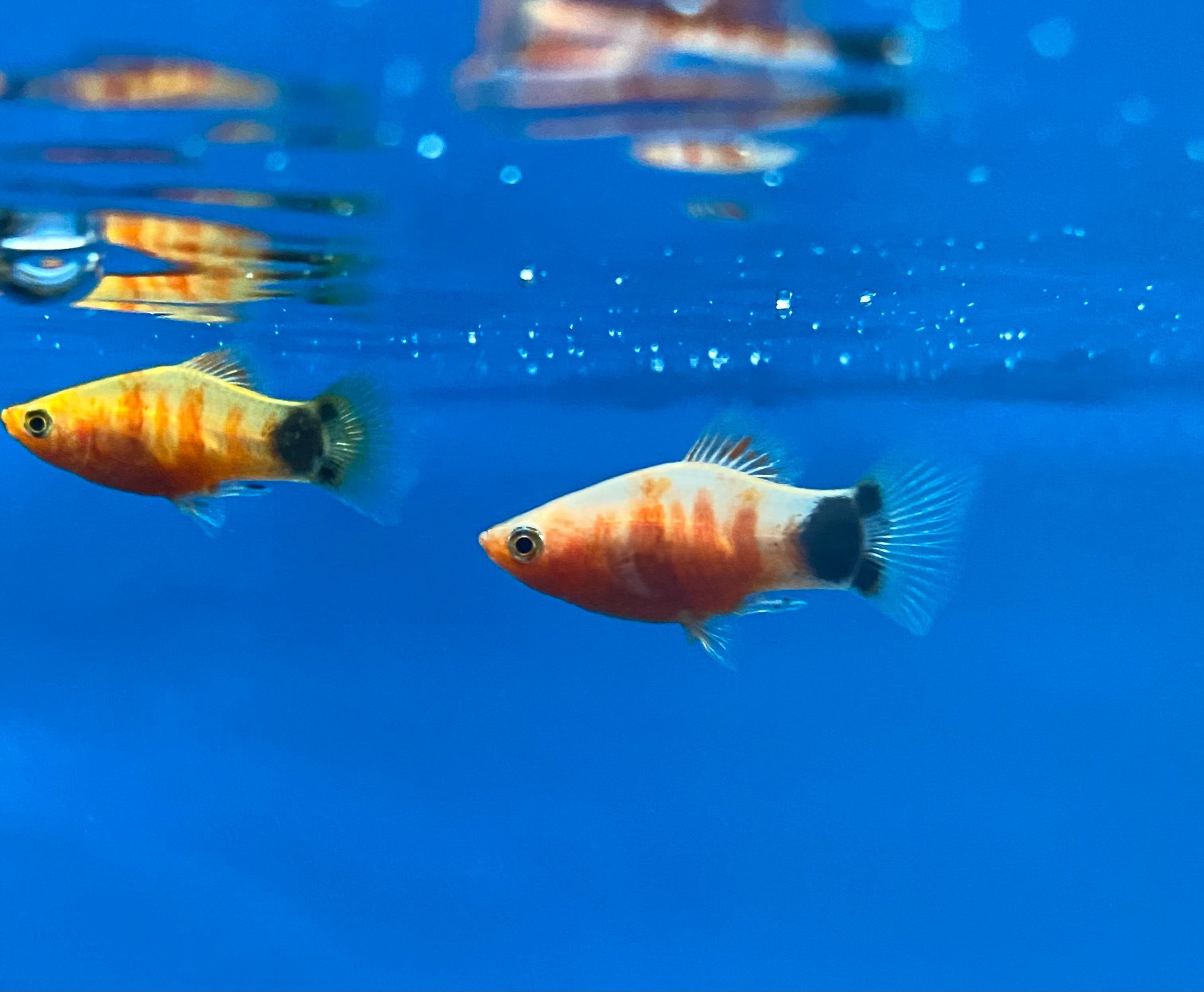 Bumblebee sales platy care