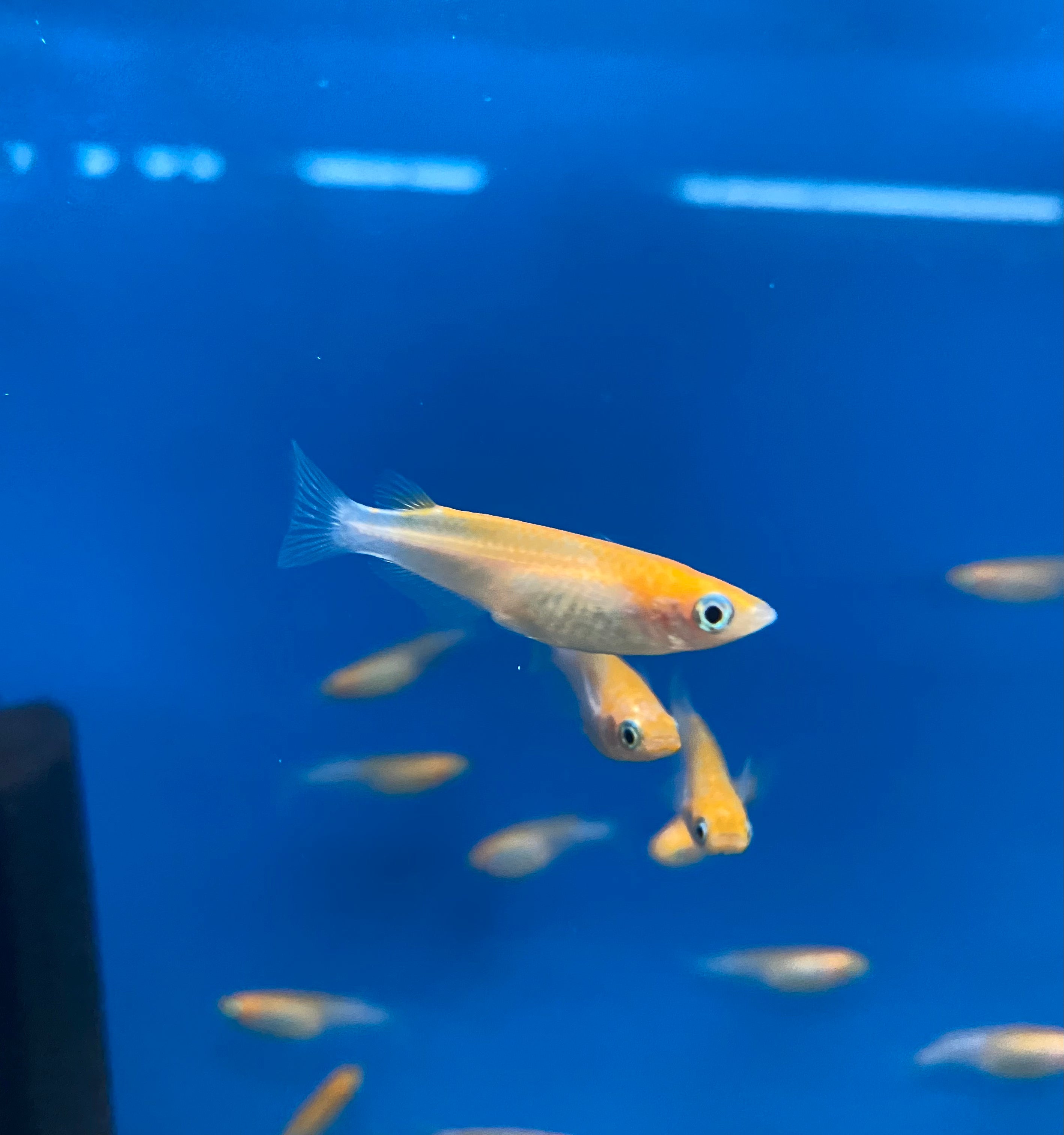 Orange Japanese Ricefish/Youkihi Medaka