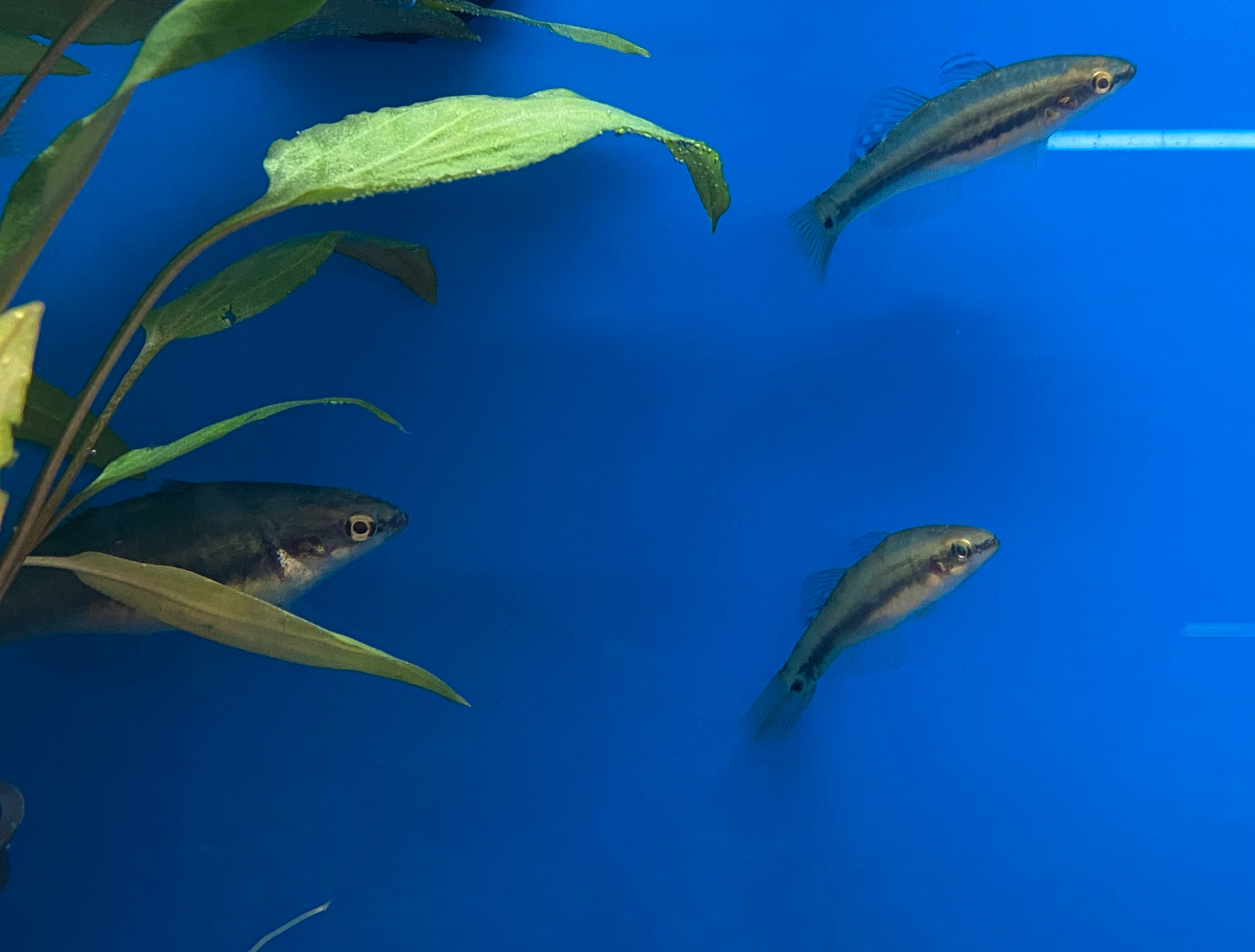 Carpe tropicale-goujon (paires seulement)