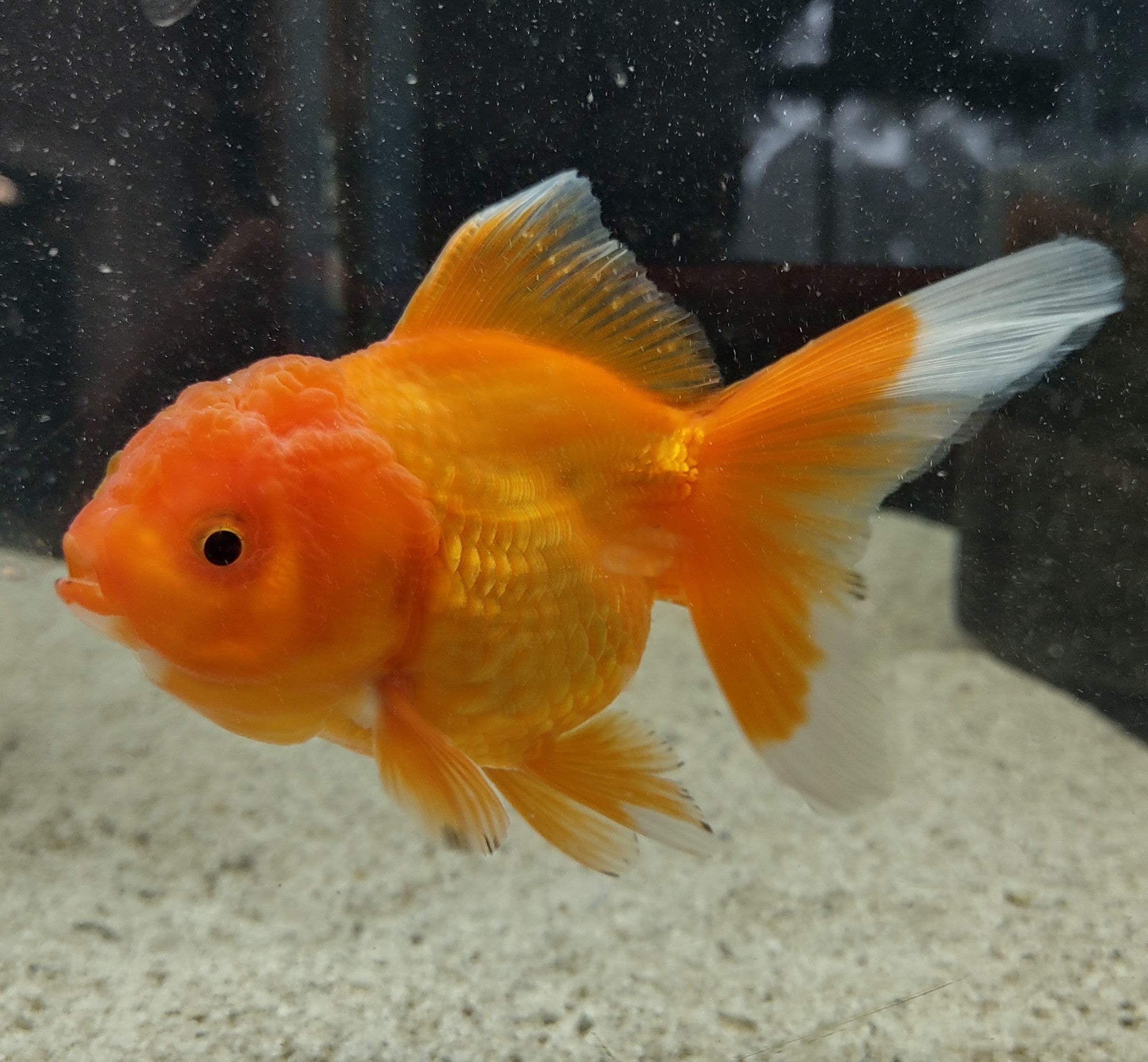 Poisson rouge Oranda rouge