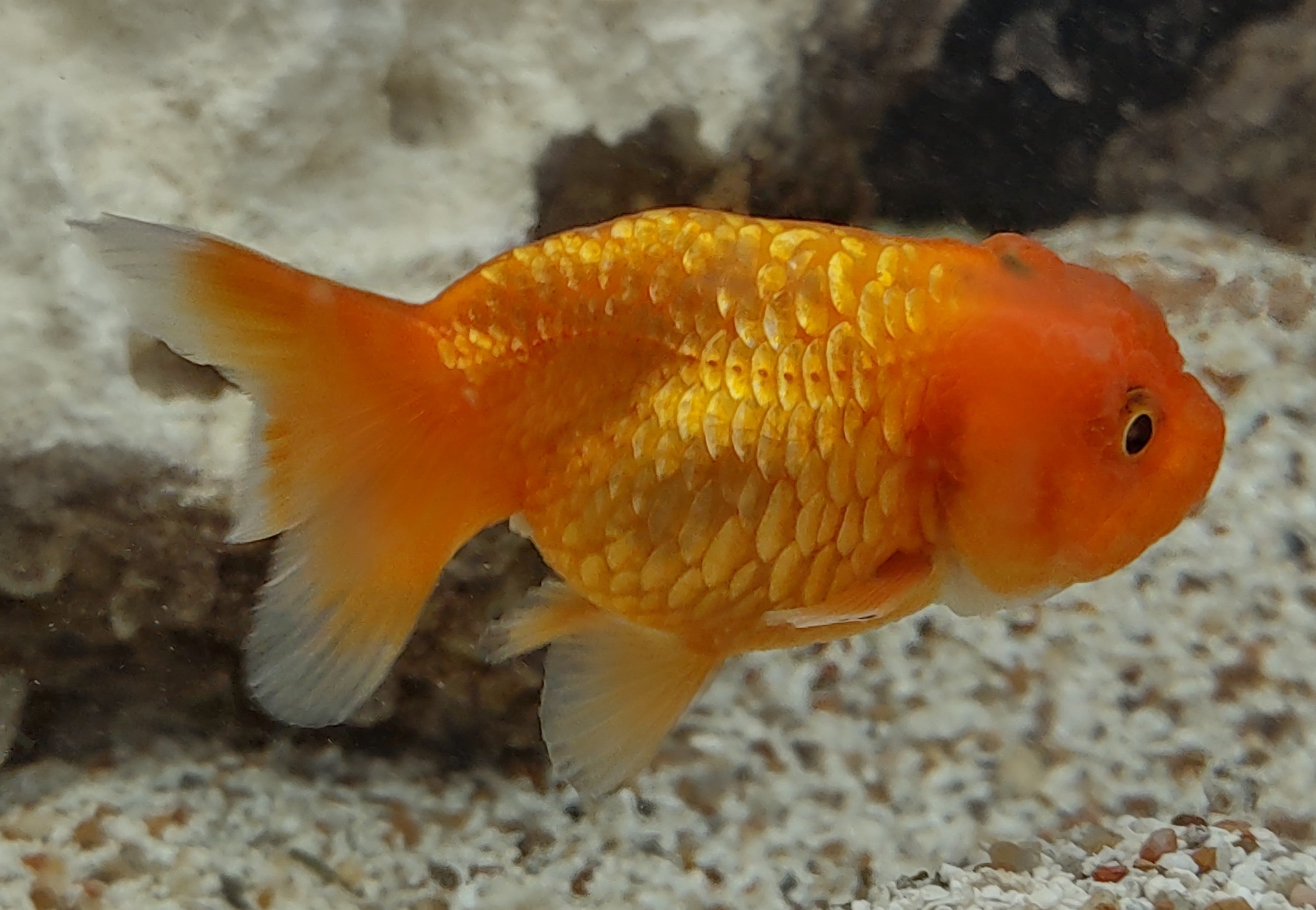 Poisson rouge à tête de lion