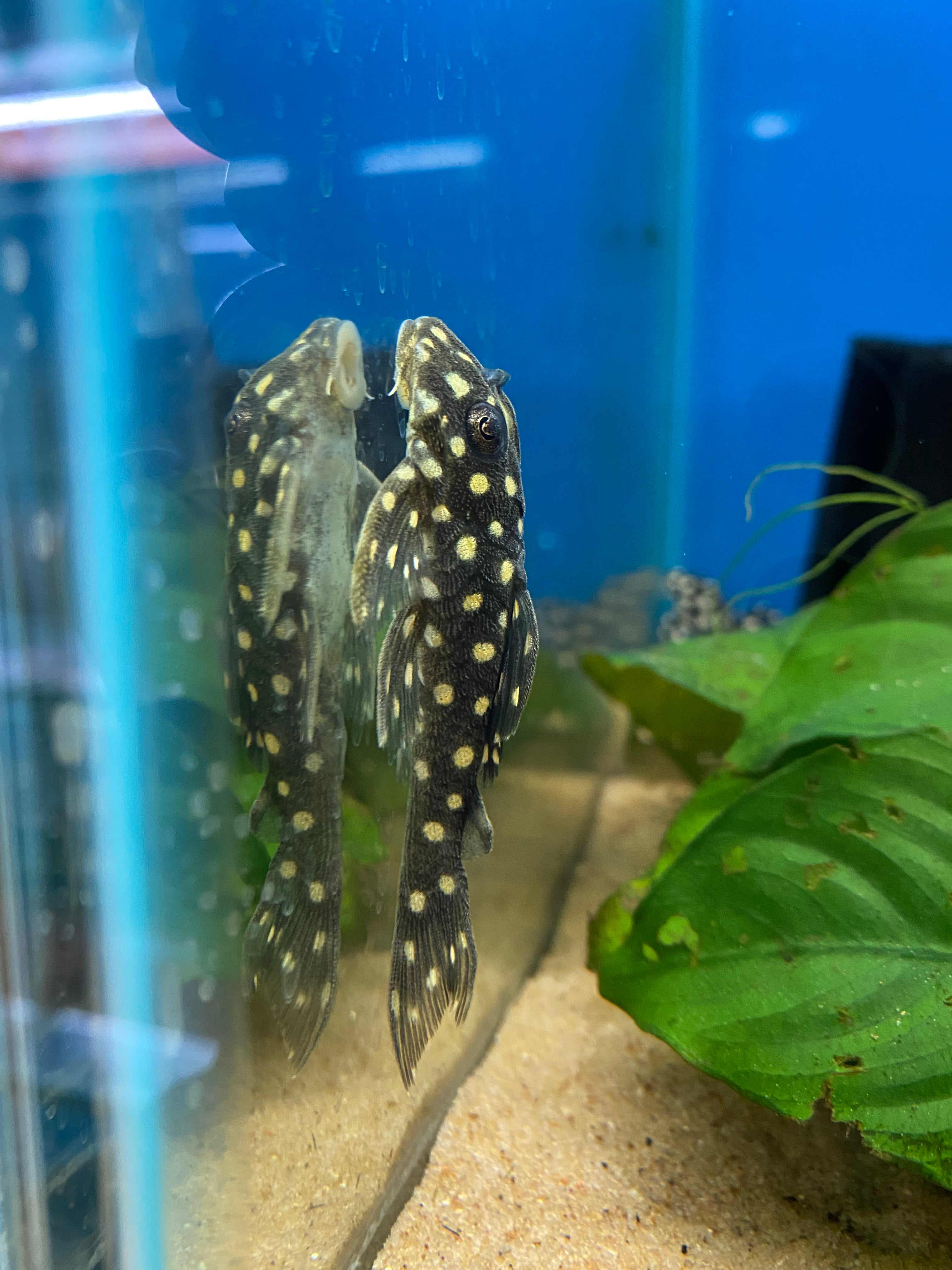 Snowball pleco deals care