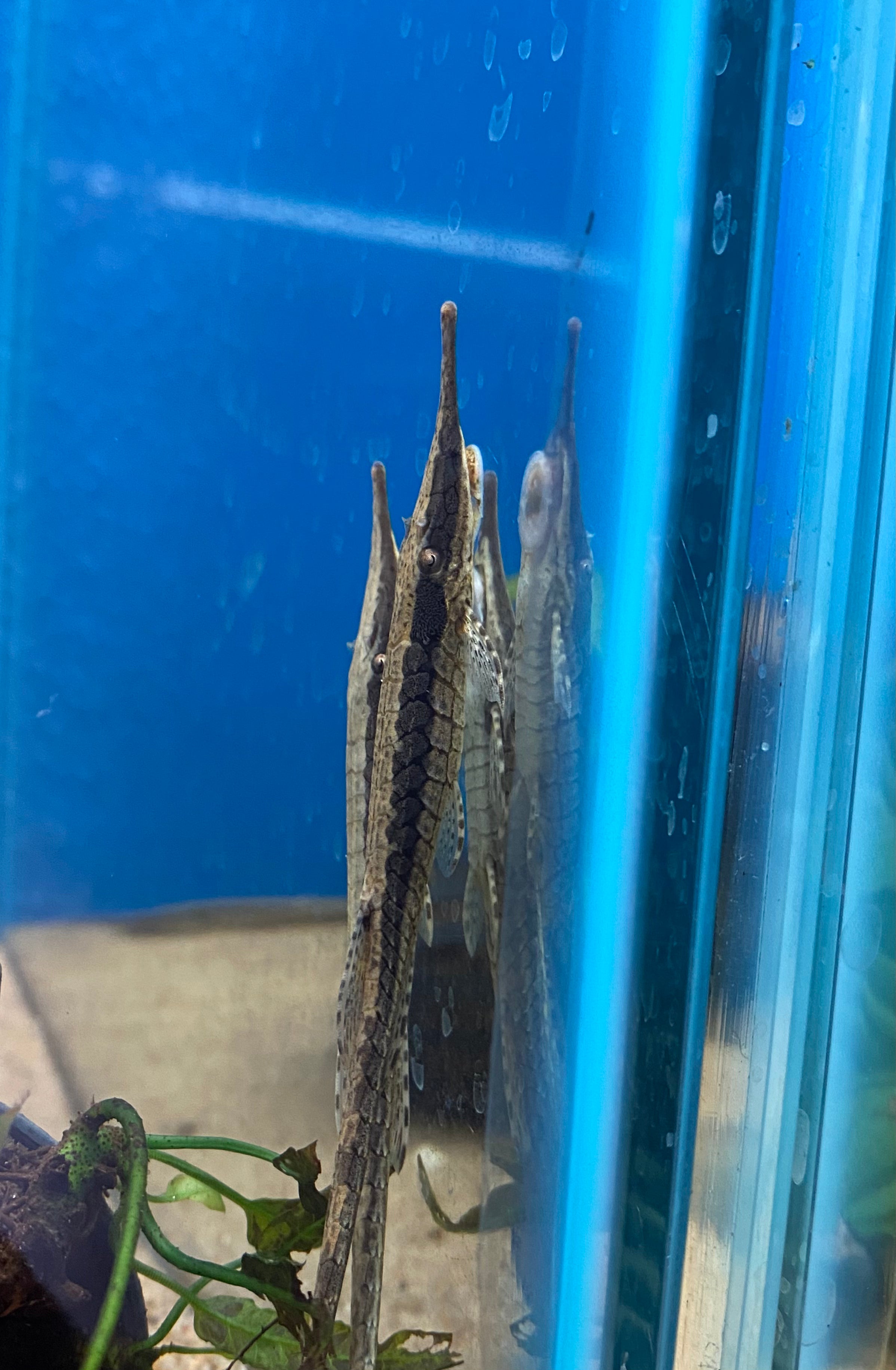 Poisson-chat brindille