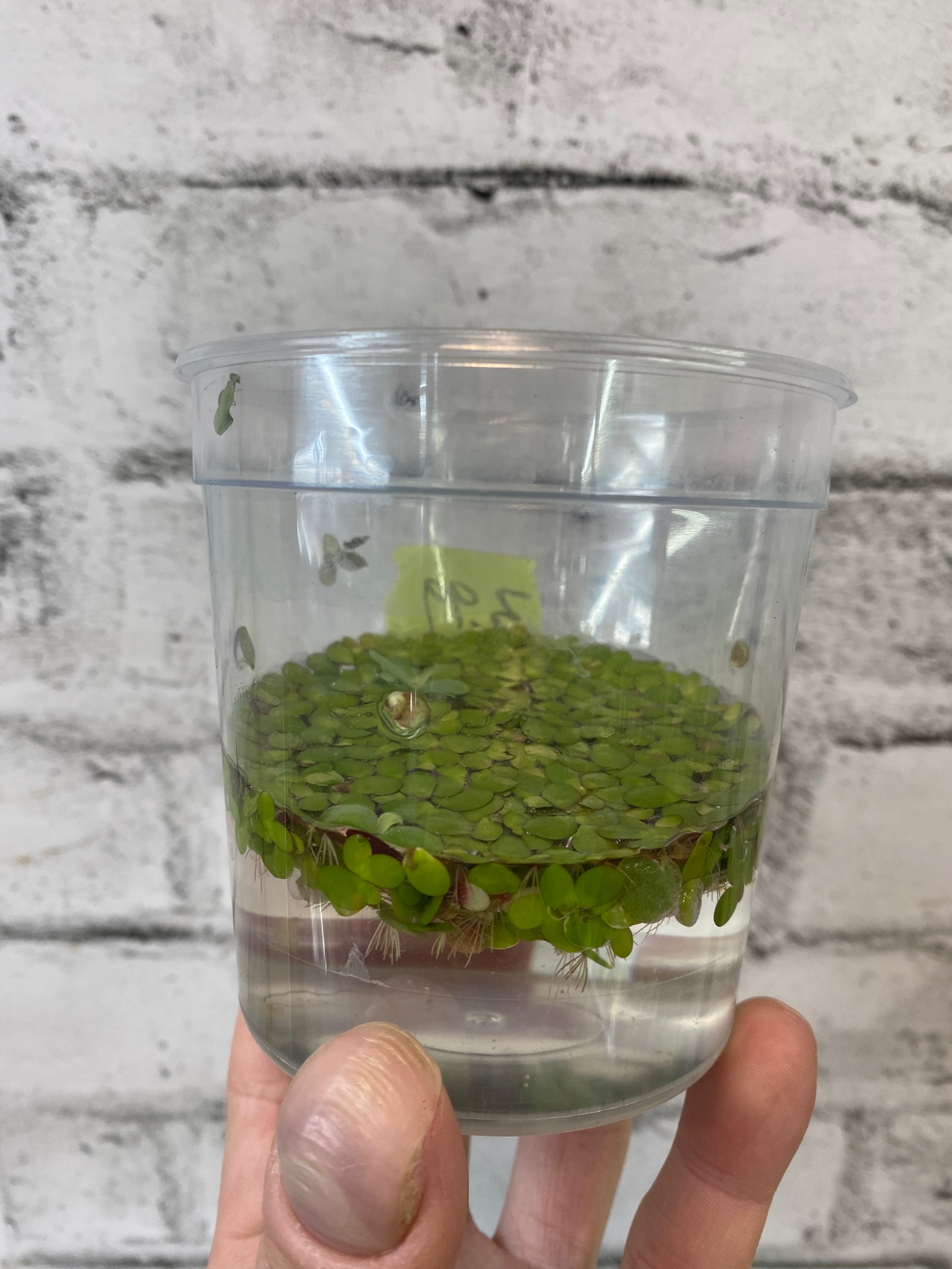 lentille d'eau géante