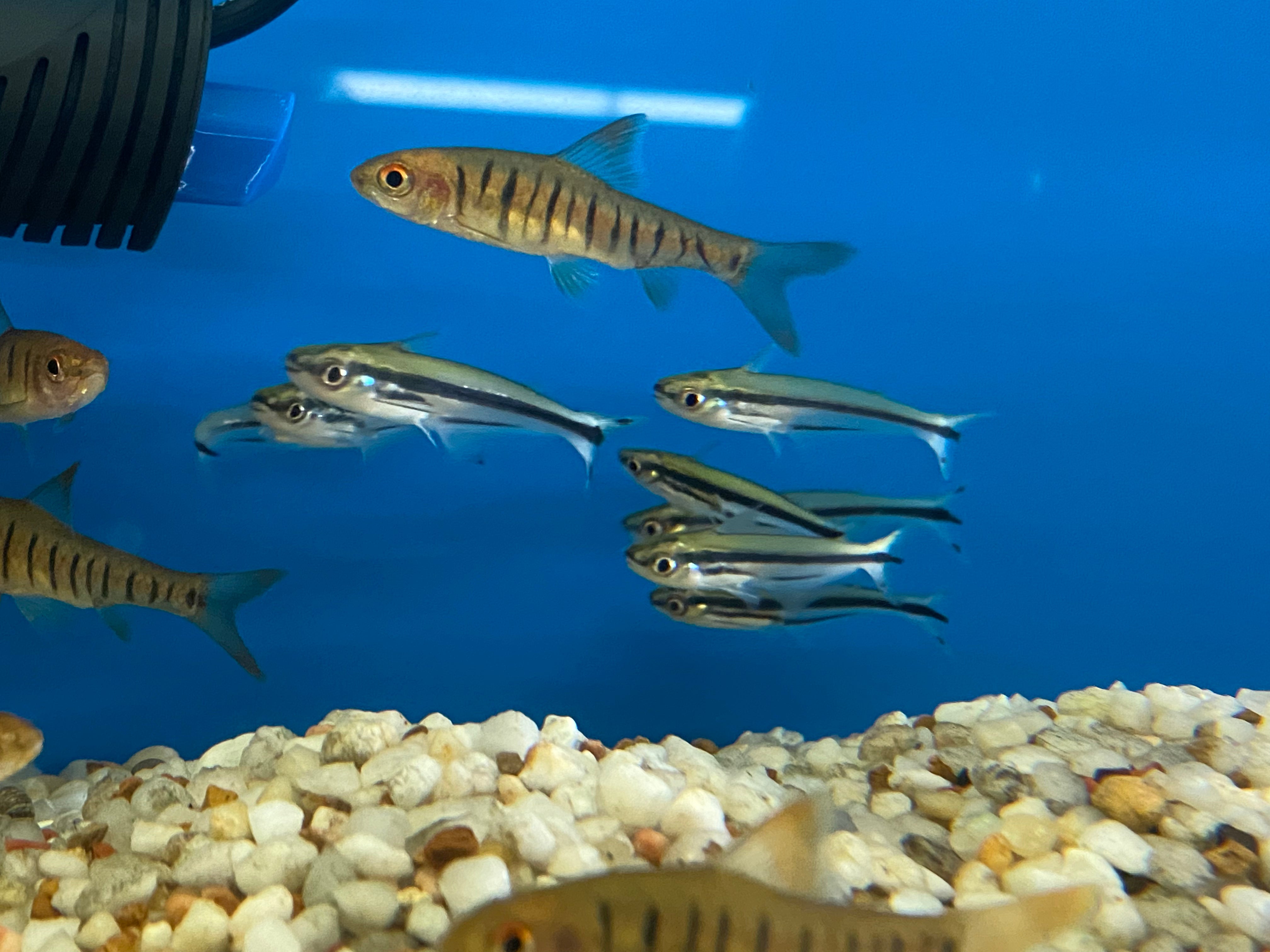 Poisson-chat Debauwi