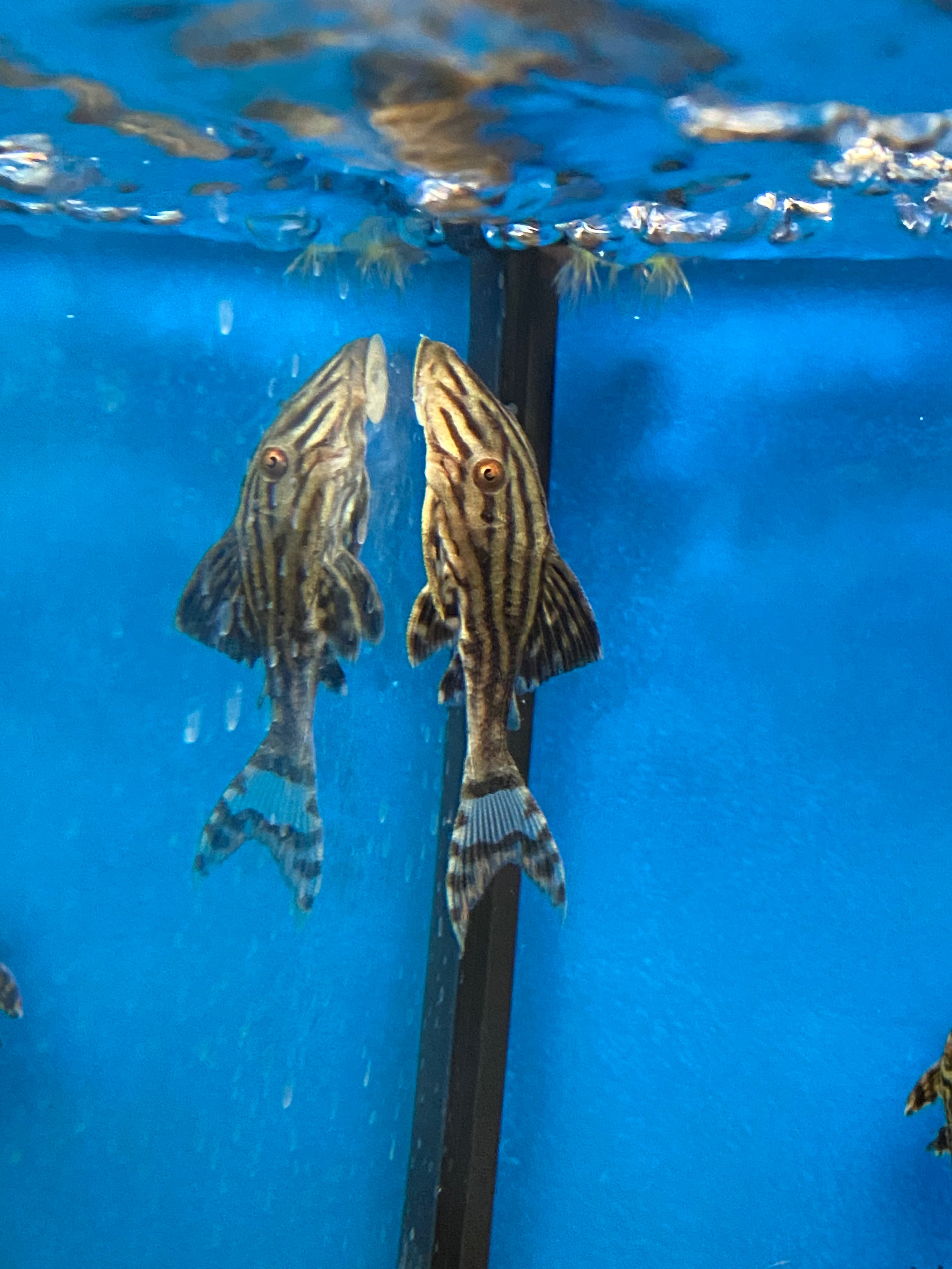 L027 Royal Pleco