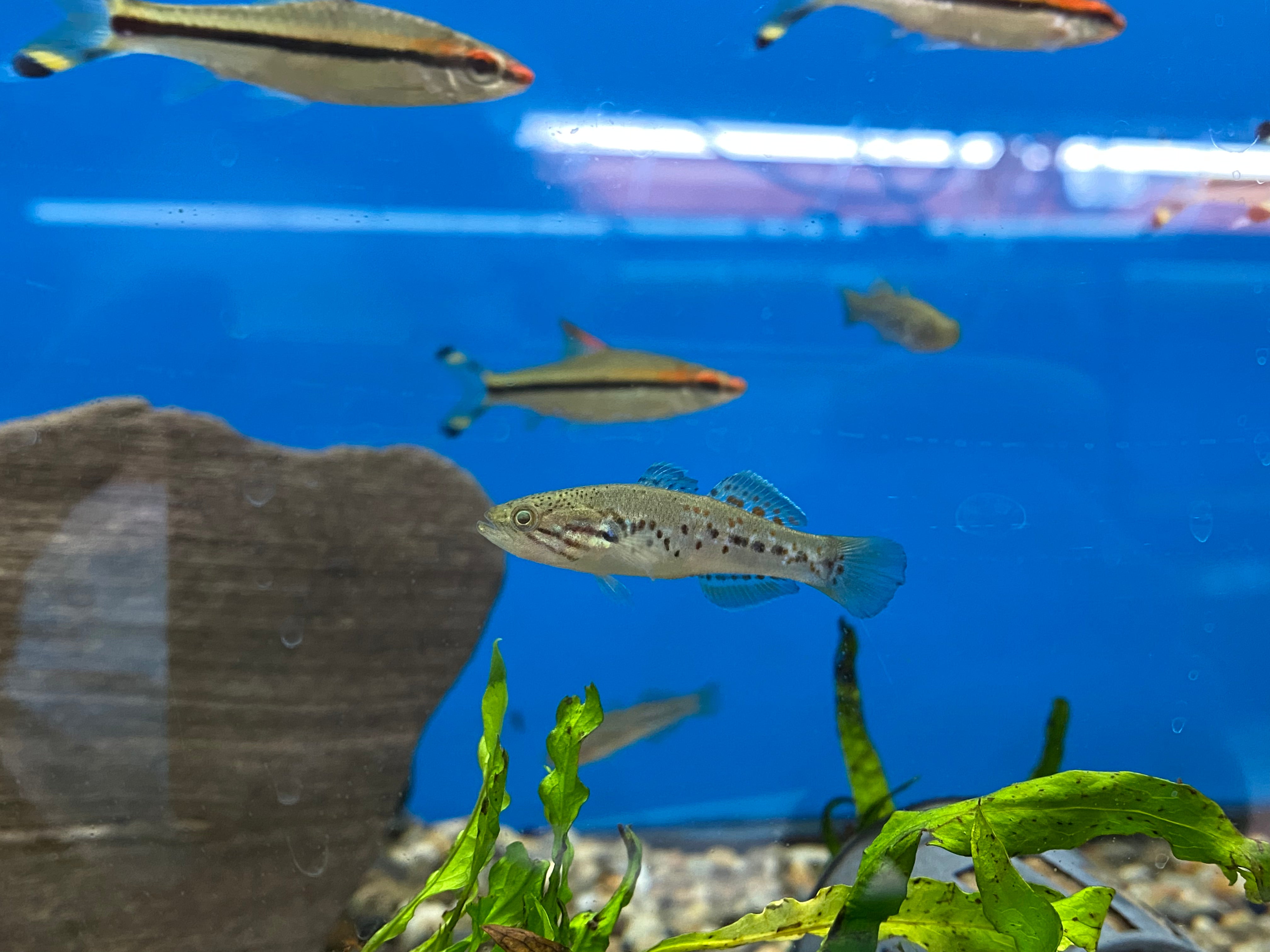 Goujon tacheté violet du Nord