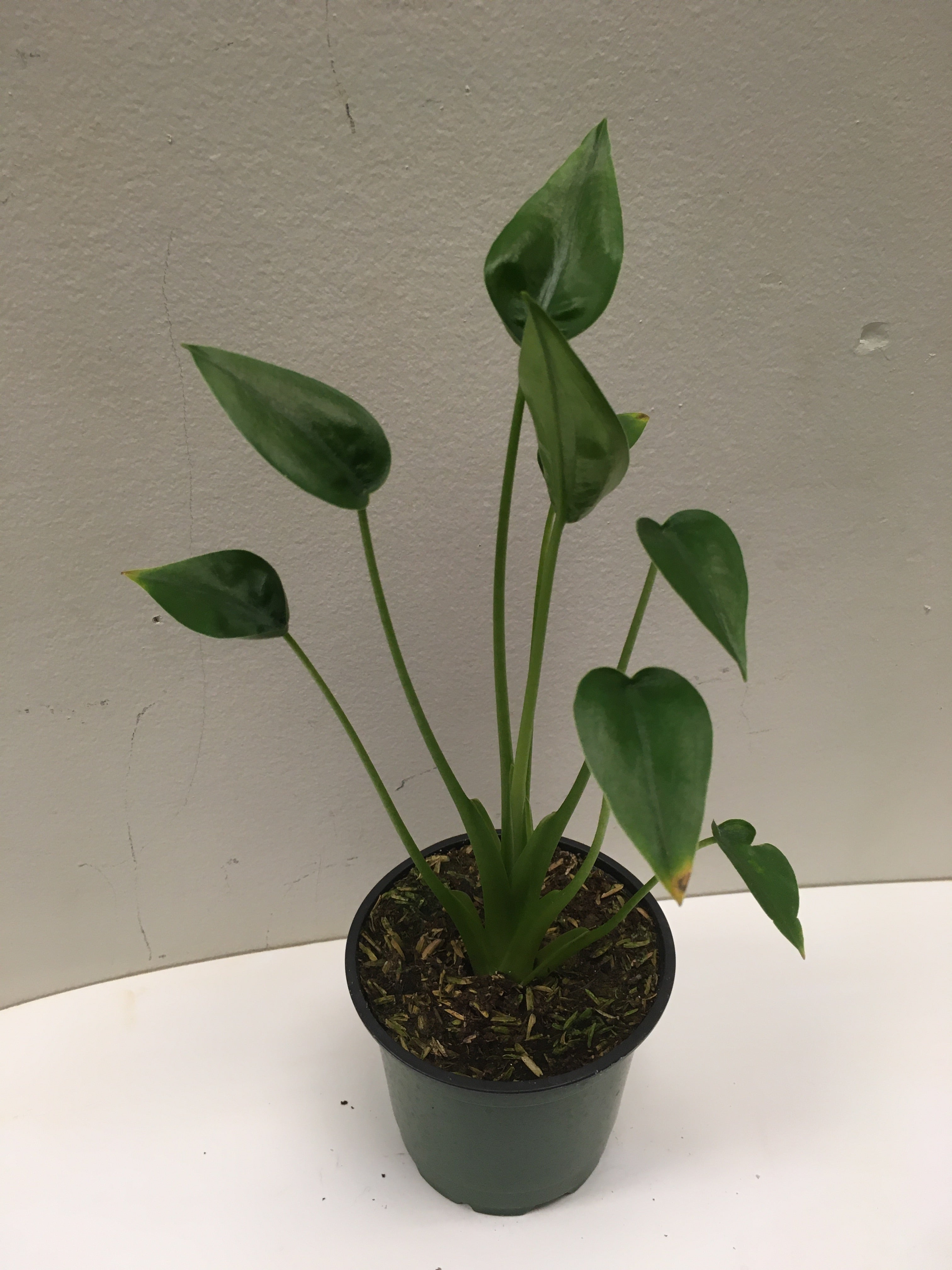 Alocasia Tiny Dancer