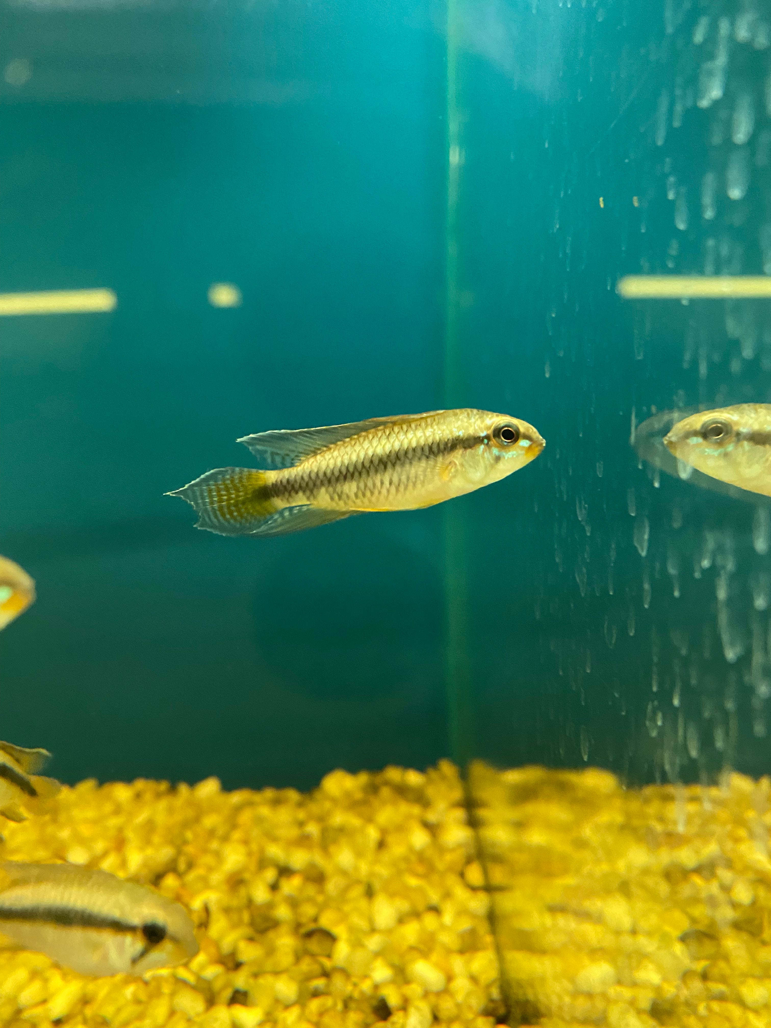 Apistogramma uaupesi (A156) (MALES ONLY)