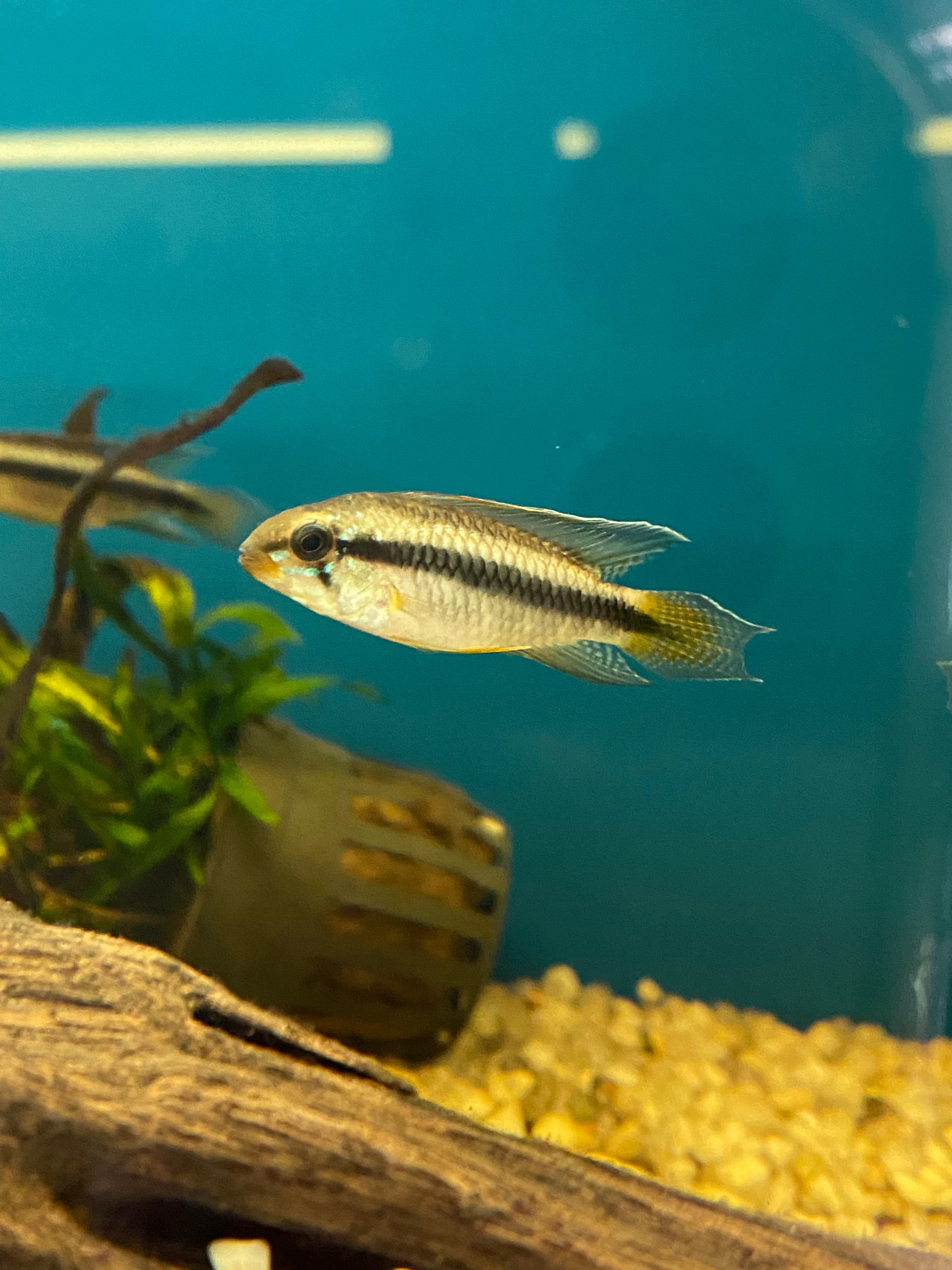 Apistogramma uaupesi (A156) (MALES ONLY)