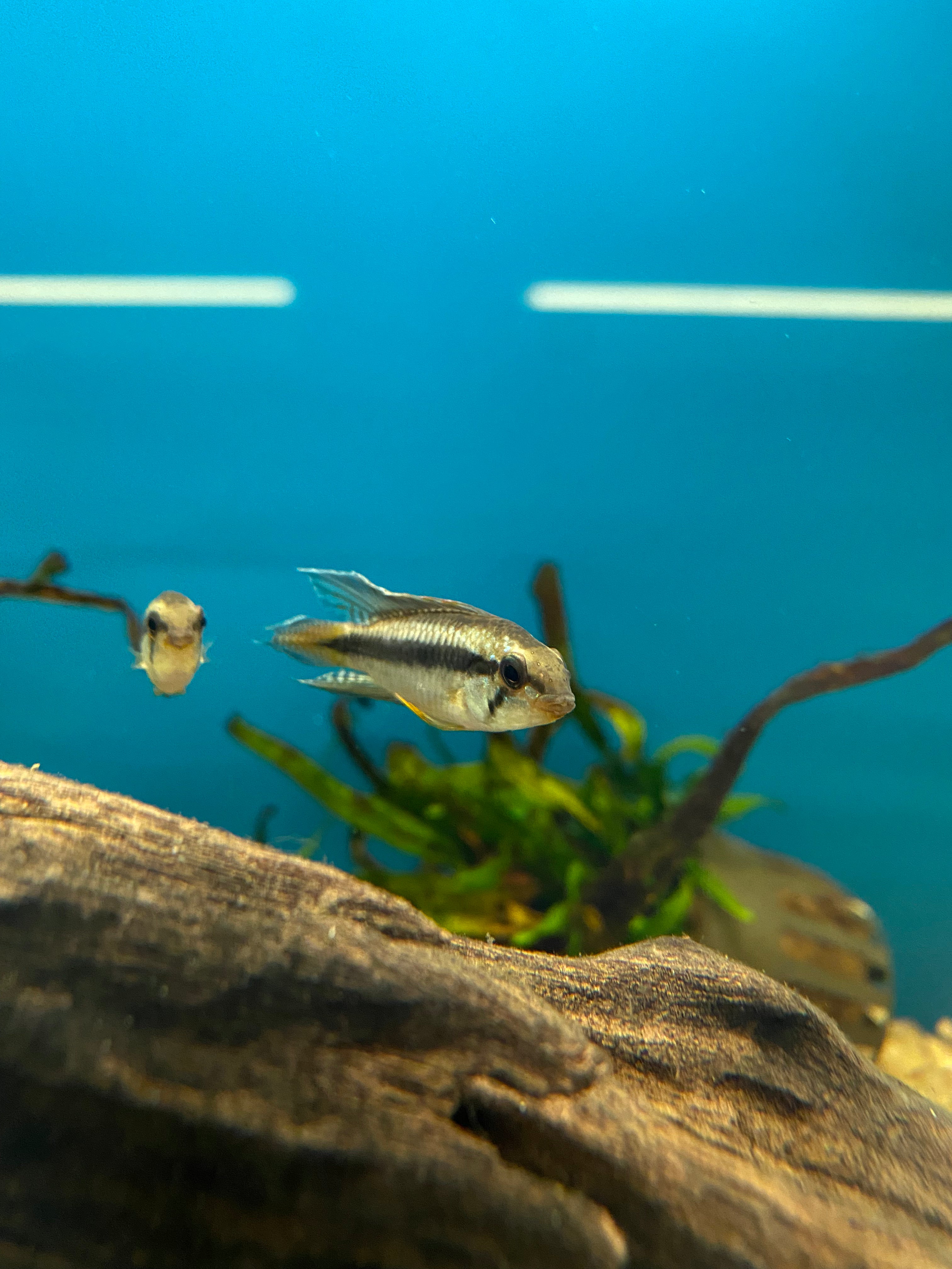 Apistogramma uaupesi (A156) (MALES ONLY)