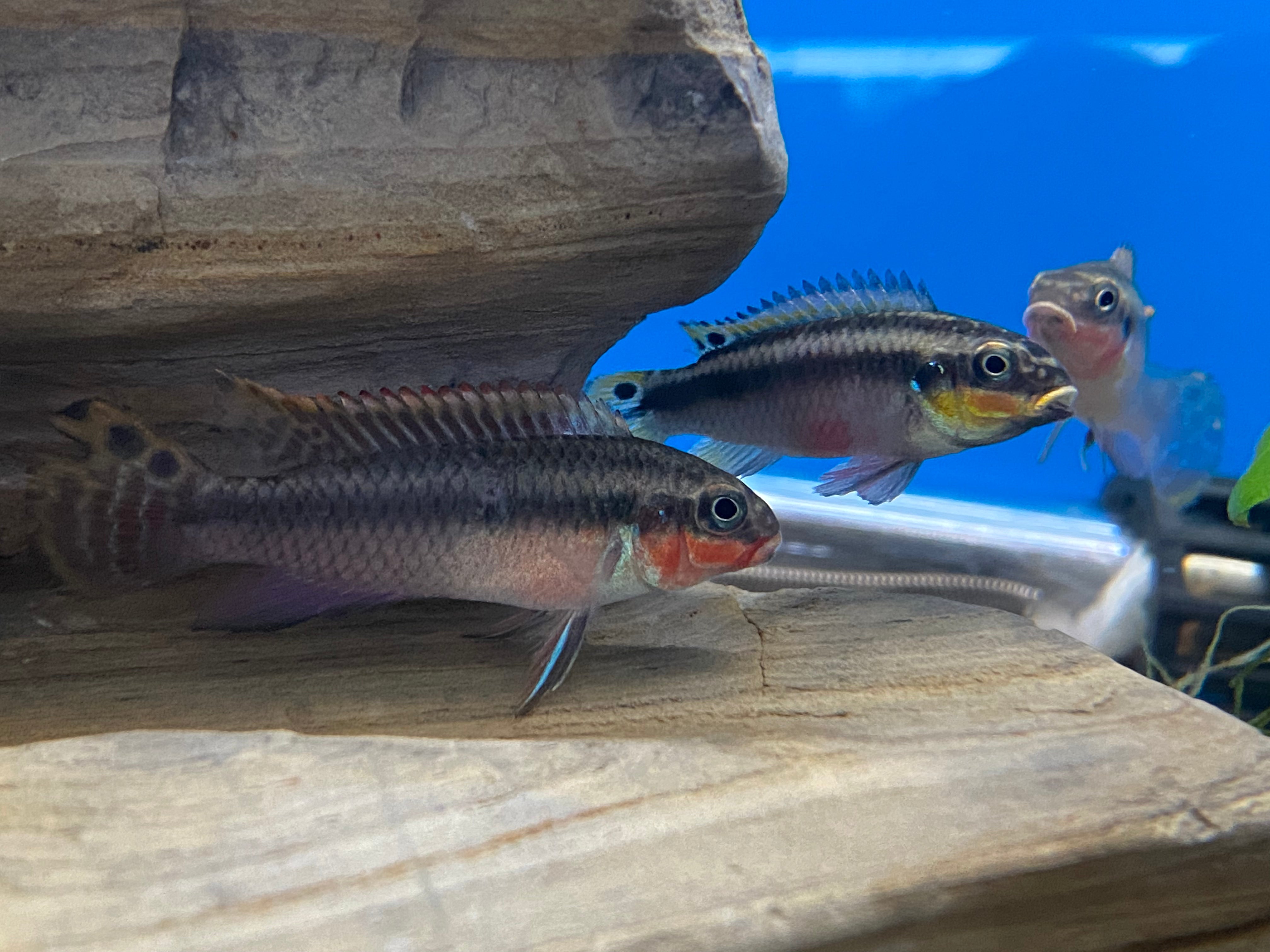 Krib rouge nigérian