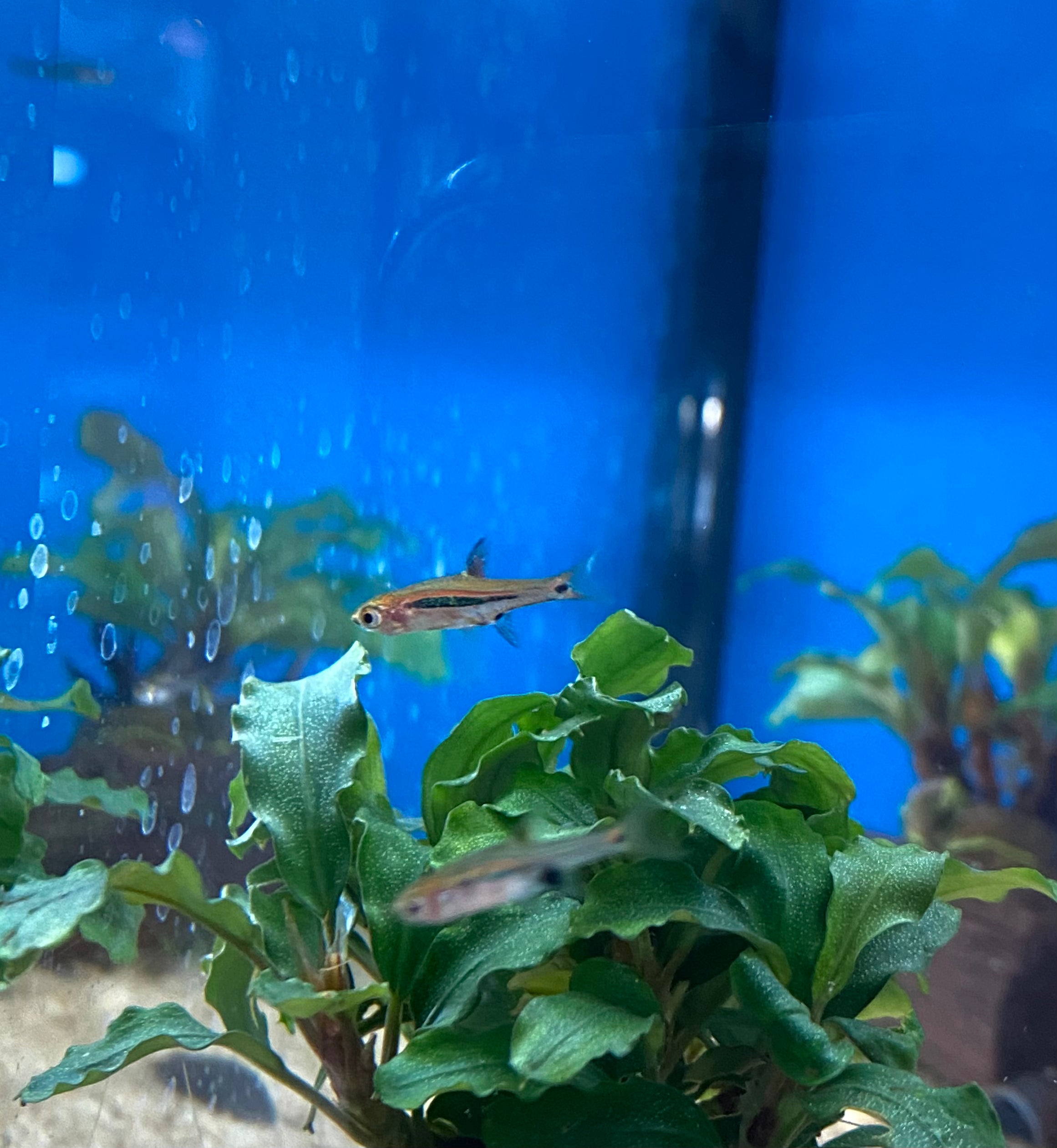 Petit Rasbora