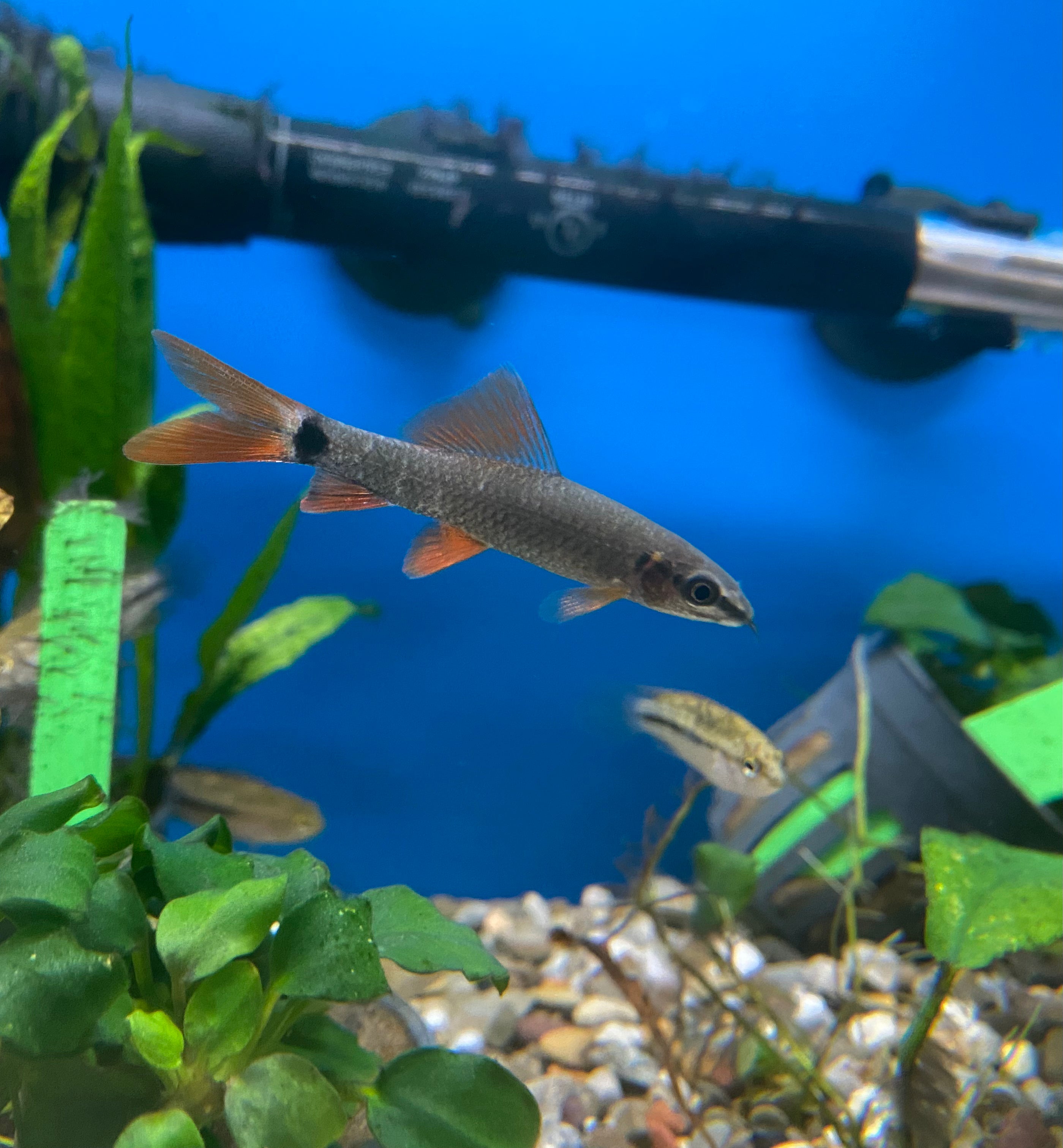 Petco siamese algae eater hot sale