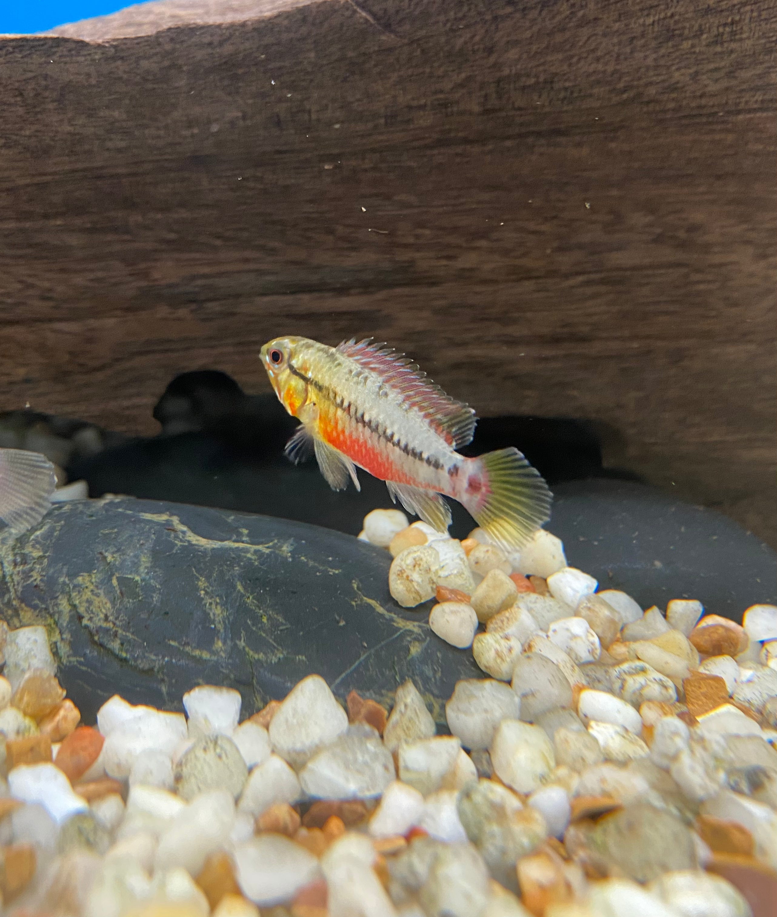 Apistogramma hongsloi 'Red-Gold I'