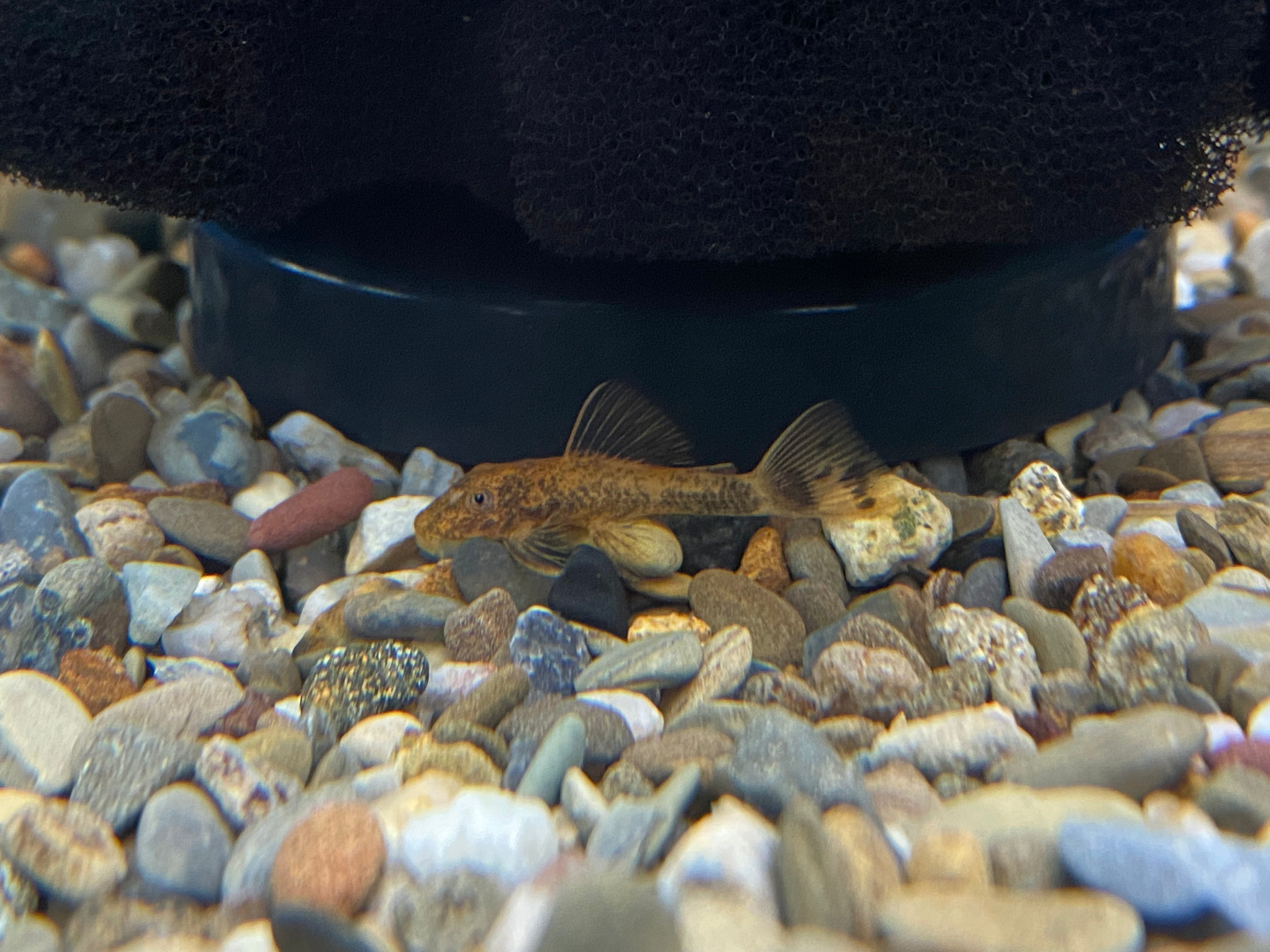 Calico Bushynose Pleco