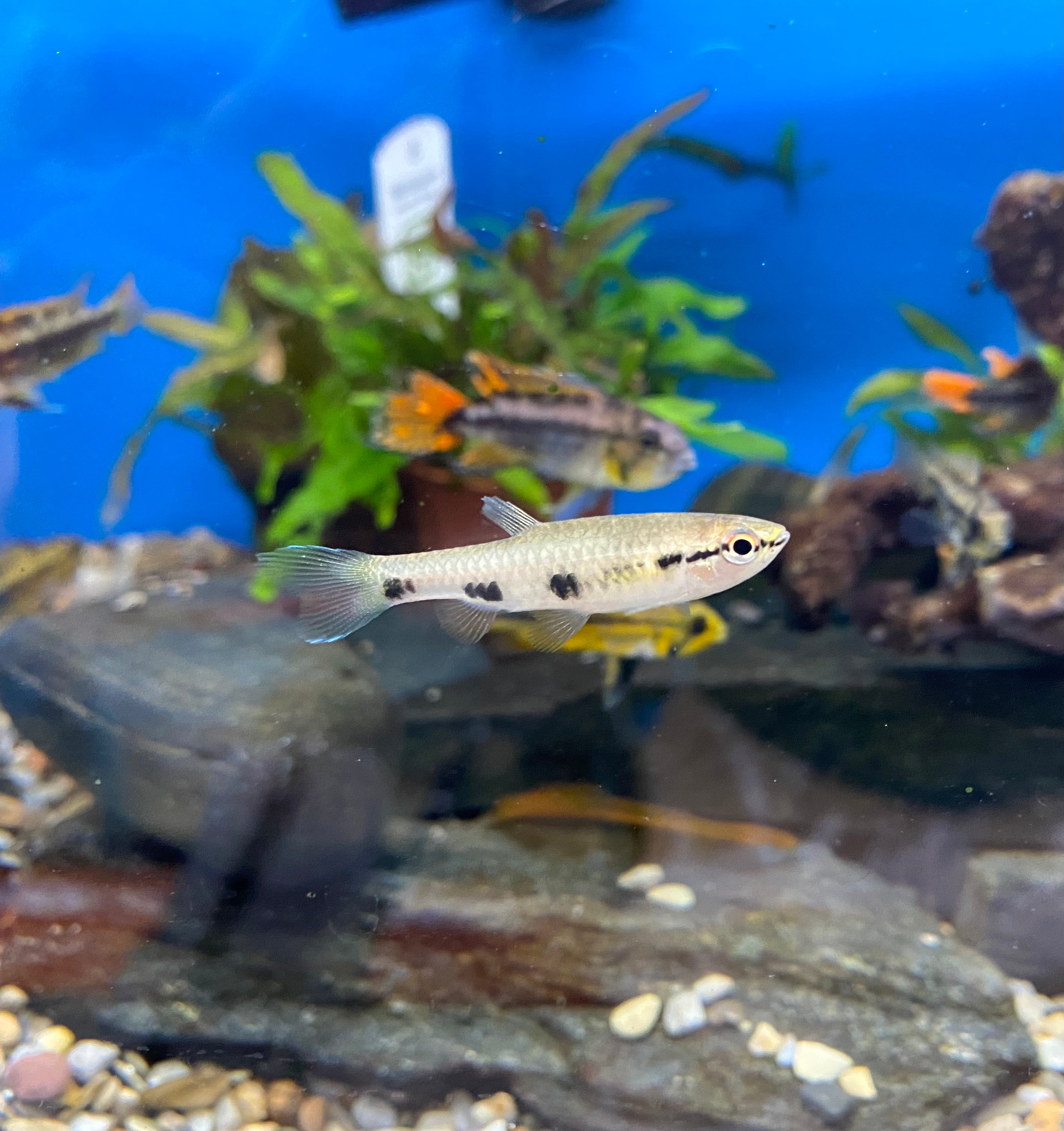 Spotted Splash Tetra