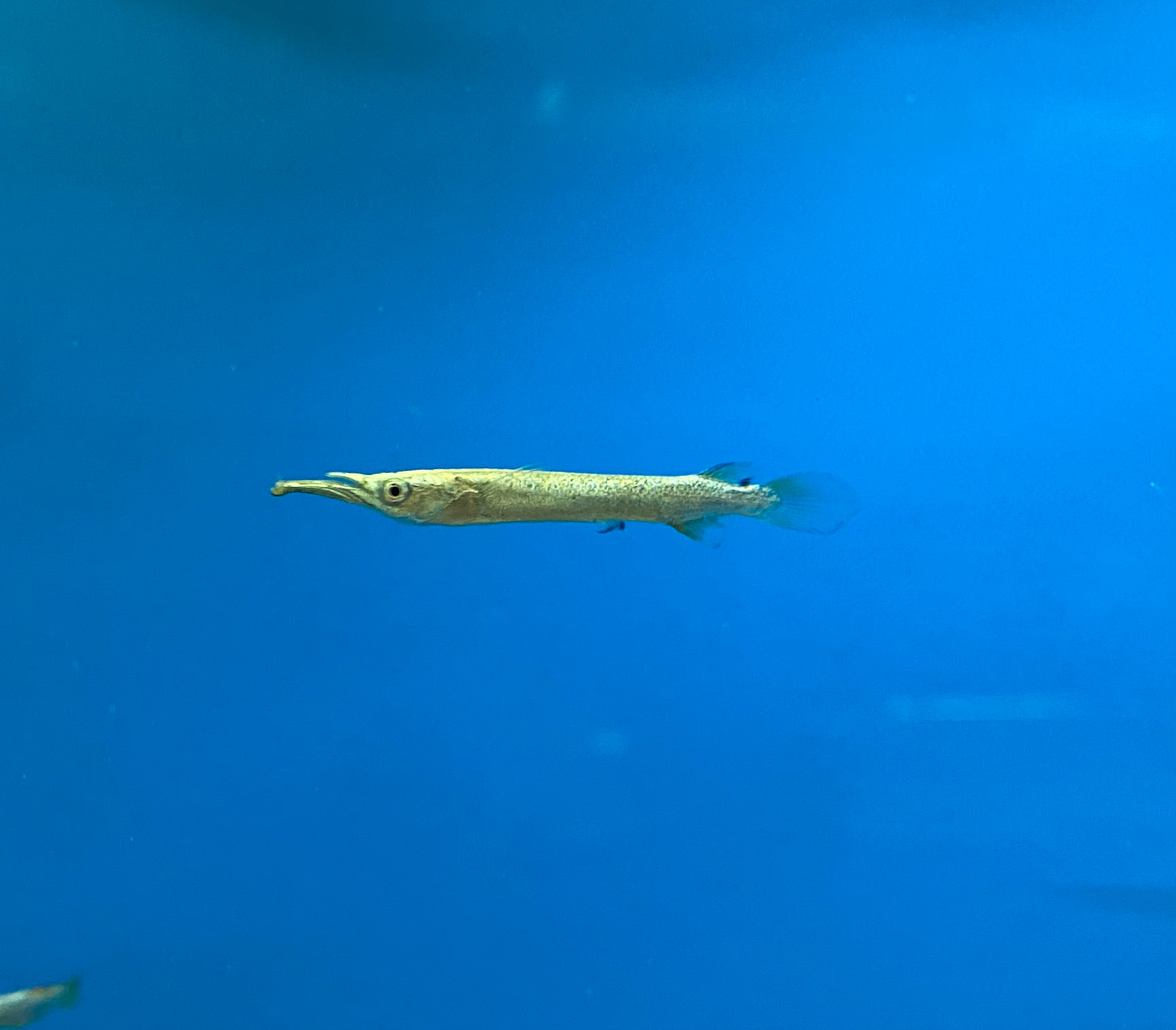 Platine/Demi-bec malais