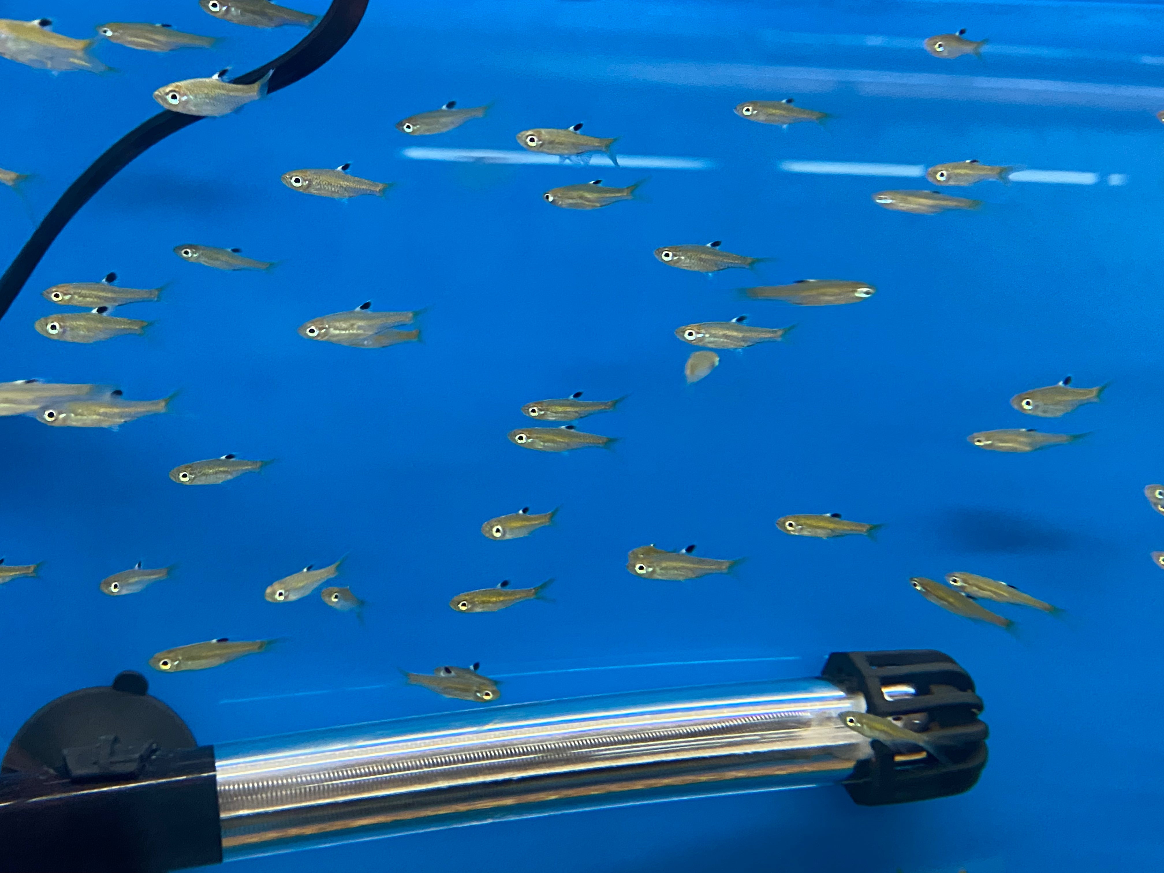 Rasbora aux yeux d'émeraude