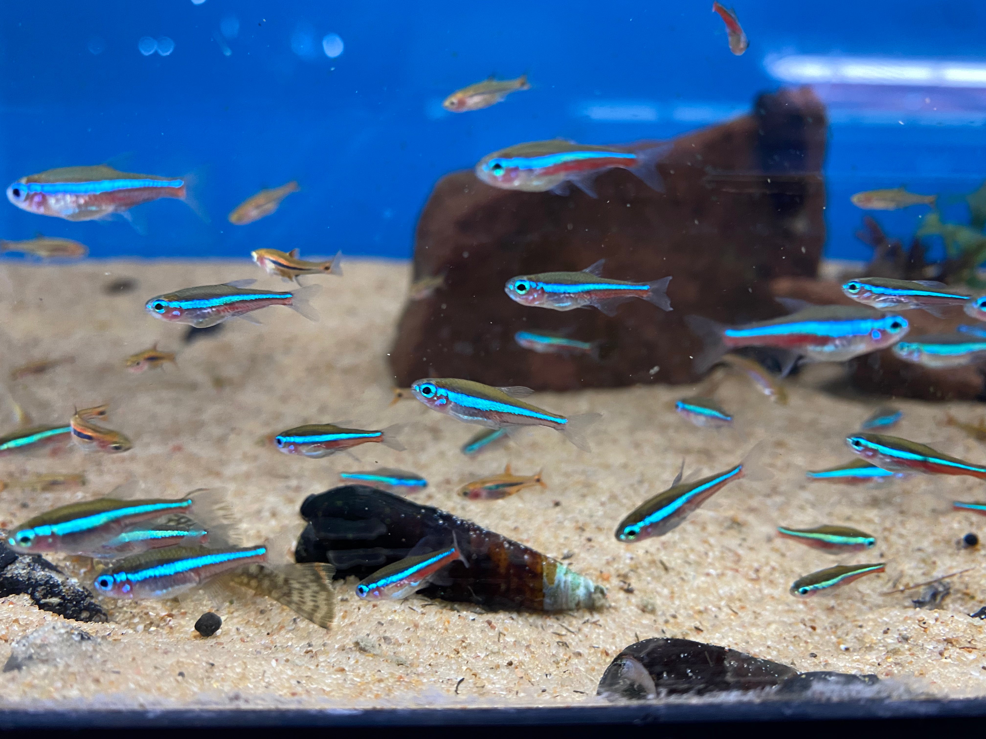 Neon tetra top fish buy online