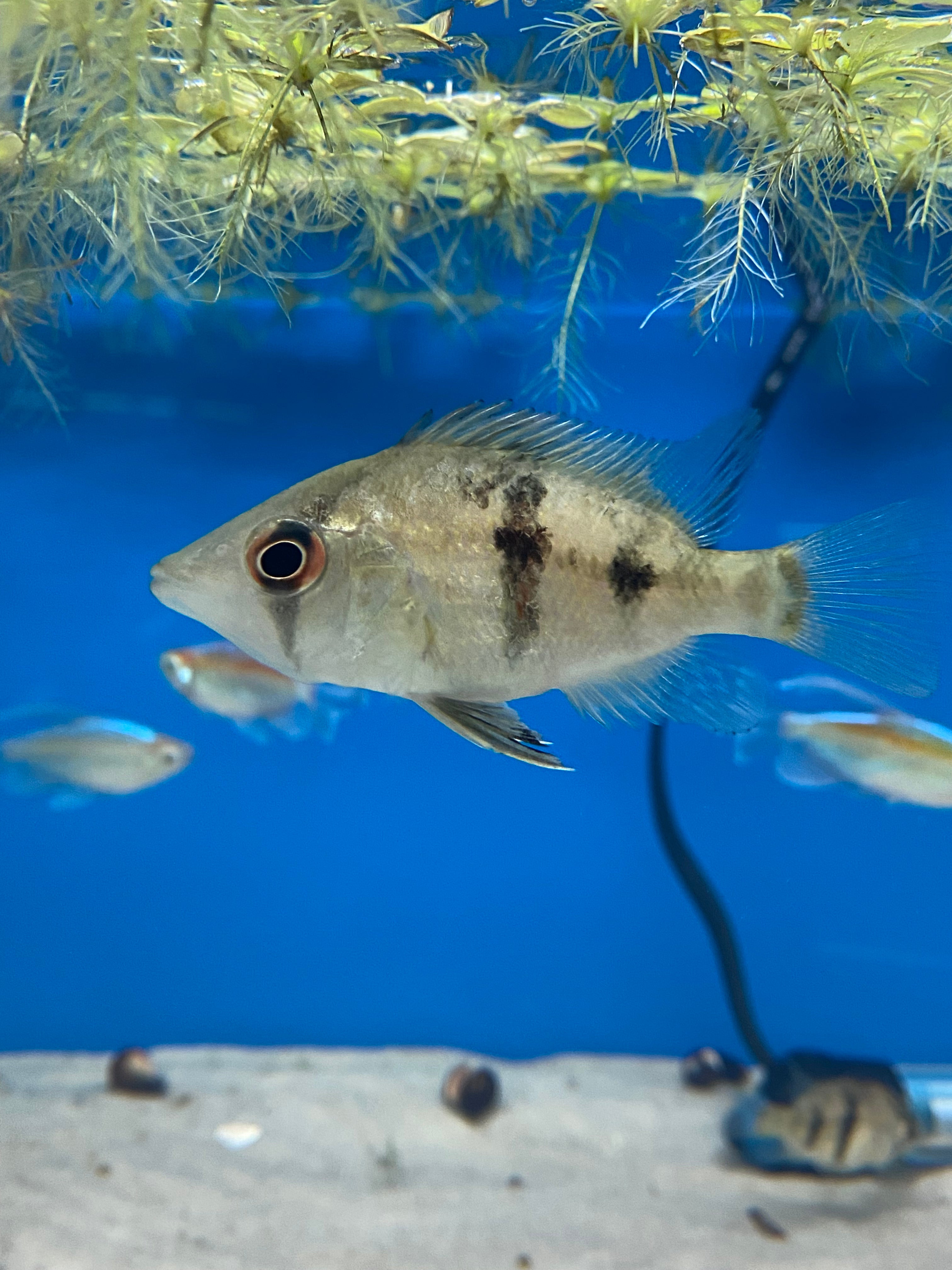 Cichlidé à bouche en panier