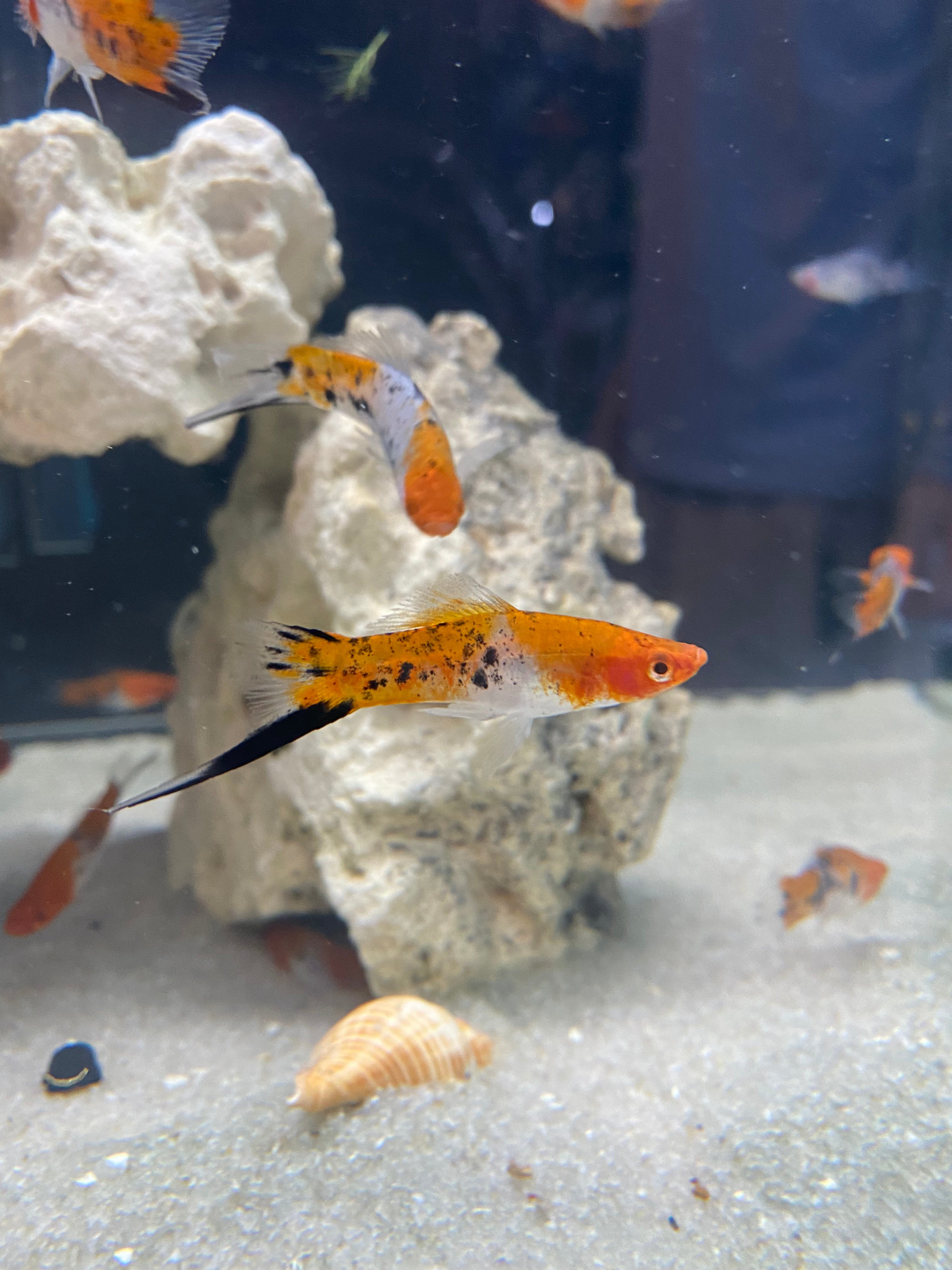 Tricolour Koi Swordtails (Sanke)