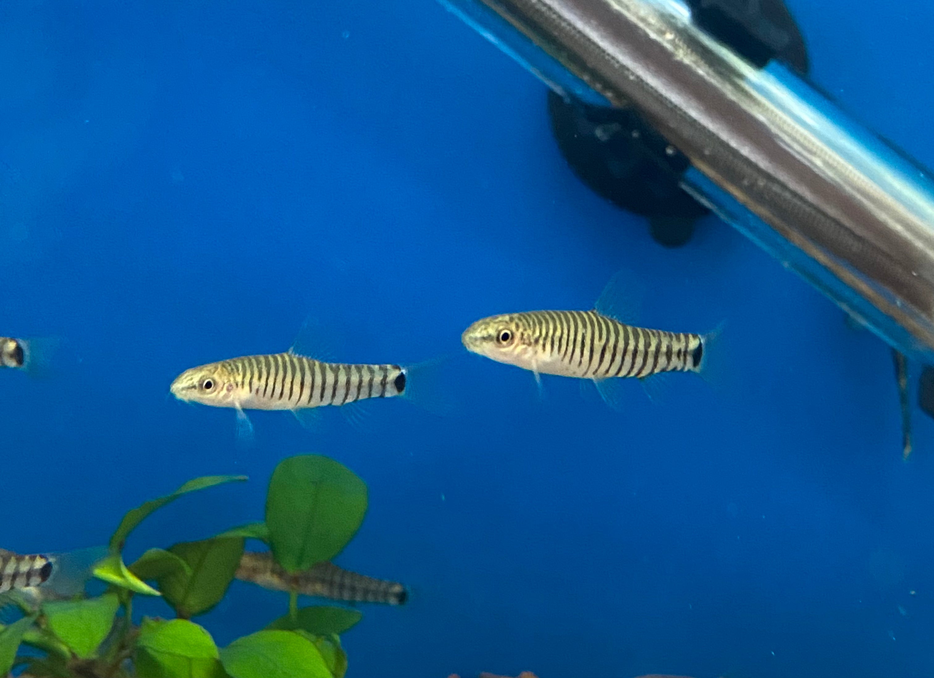 Dwarf Banded Loach