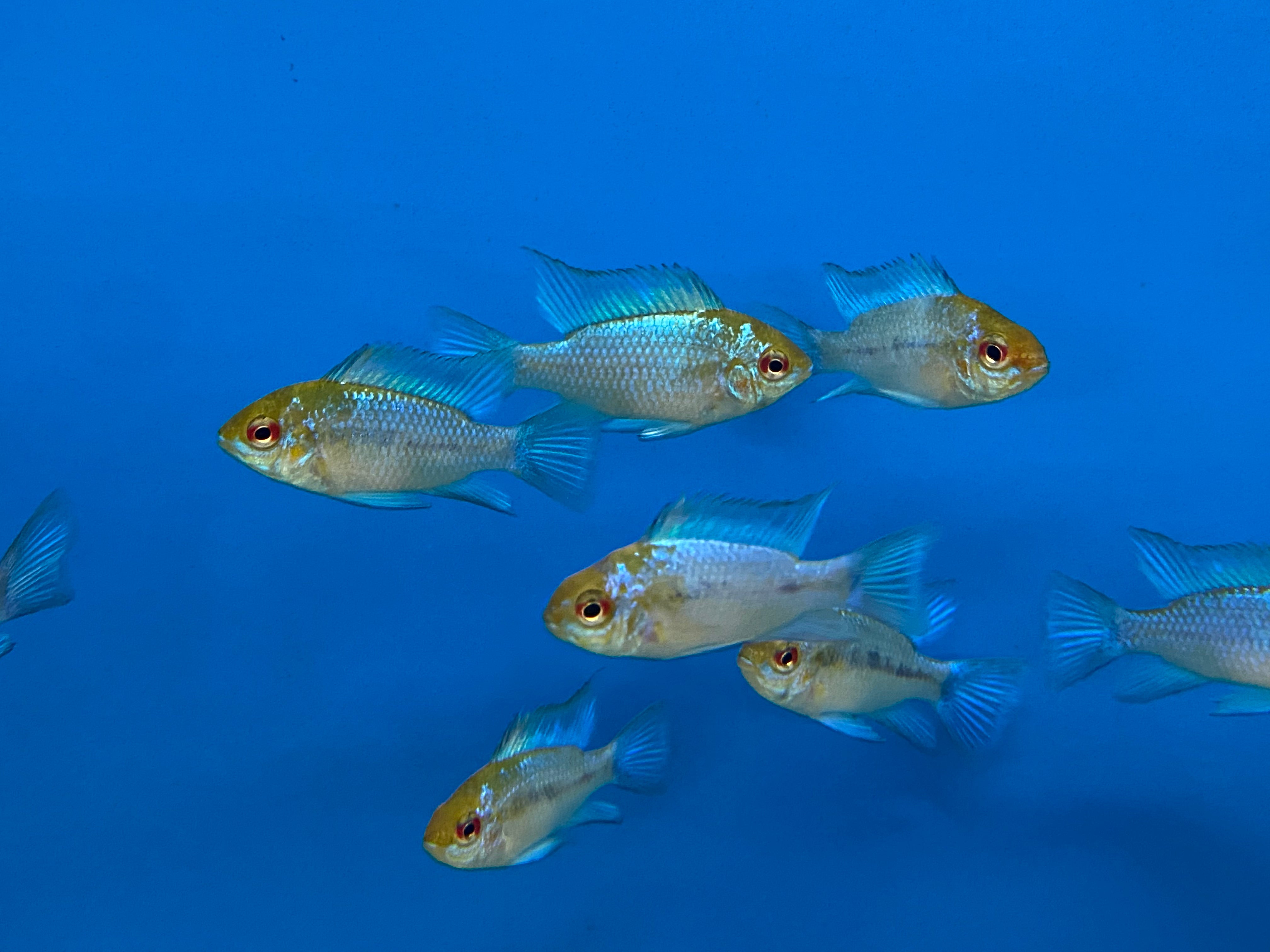 Electric blue ram deals care