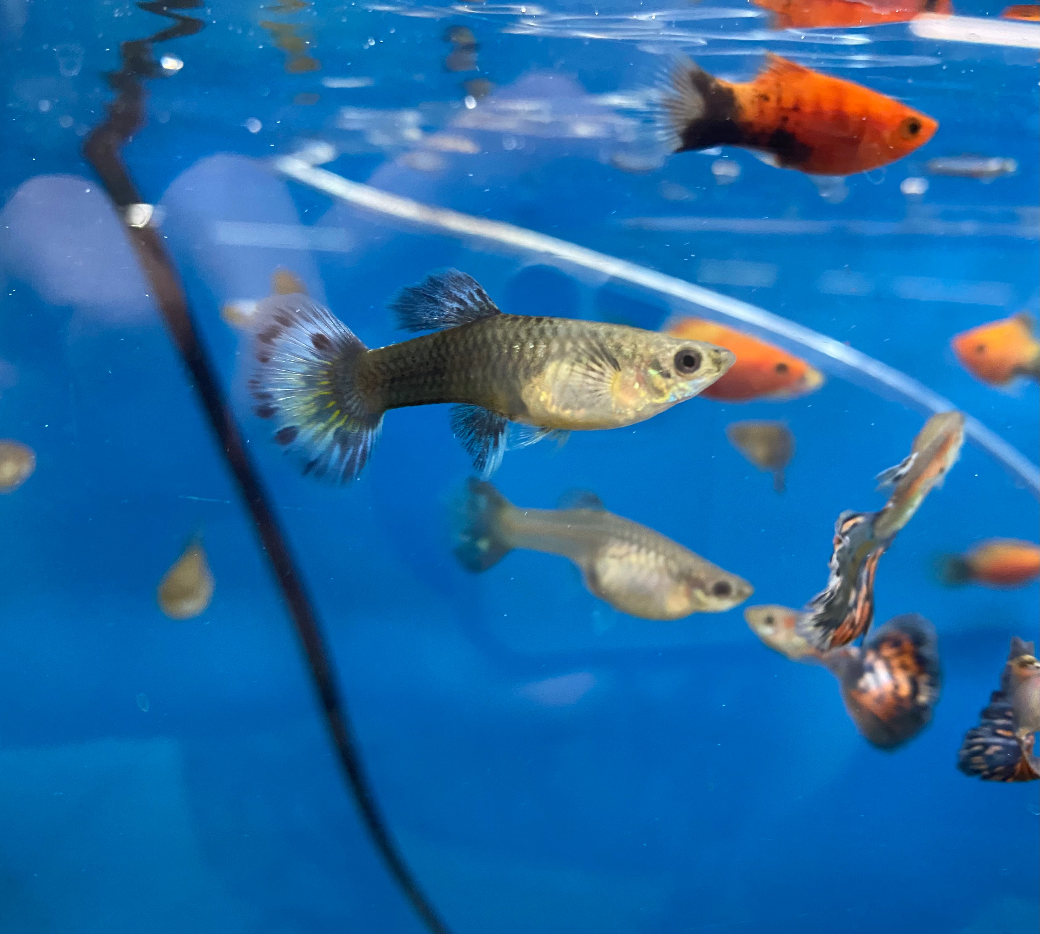 Assortiment de guppys cobra