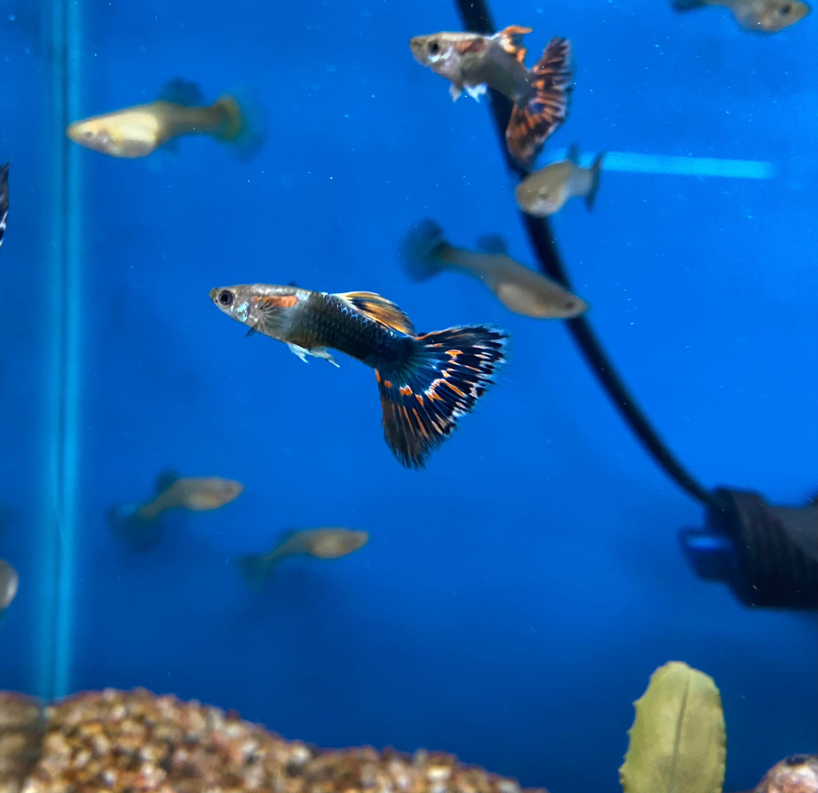 Assortiment de guppys cobra