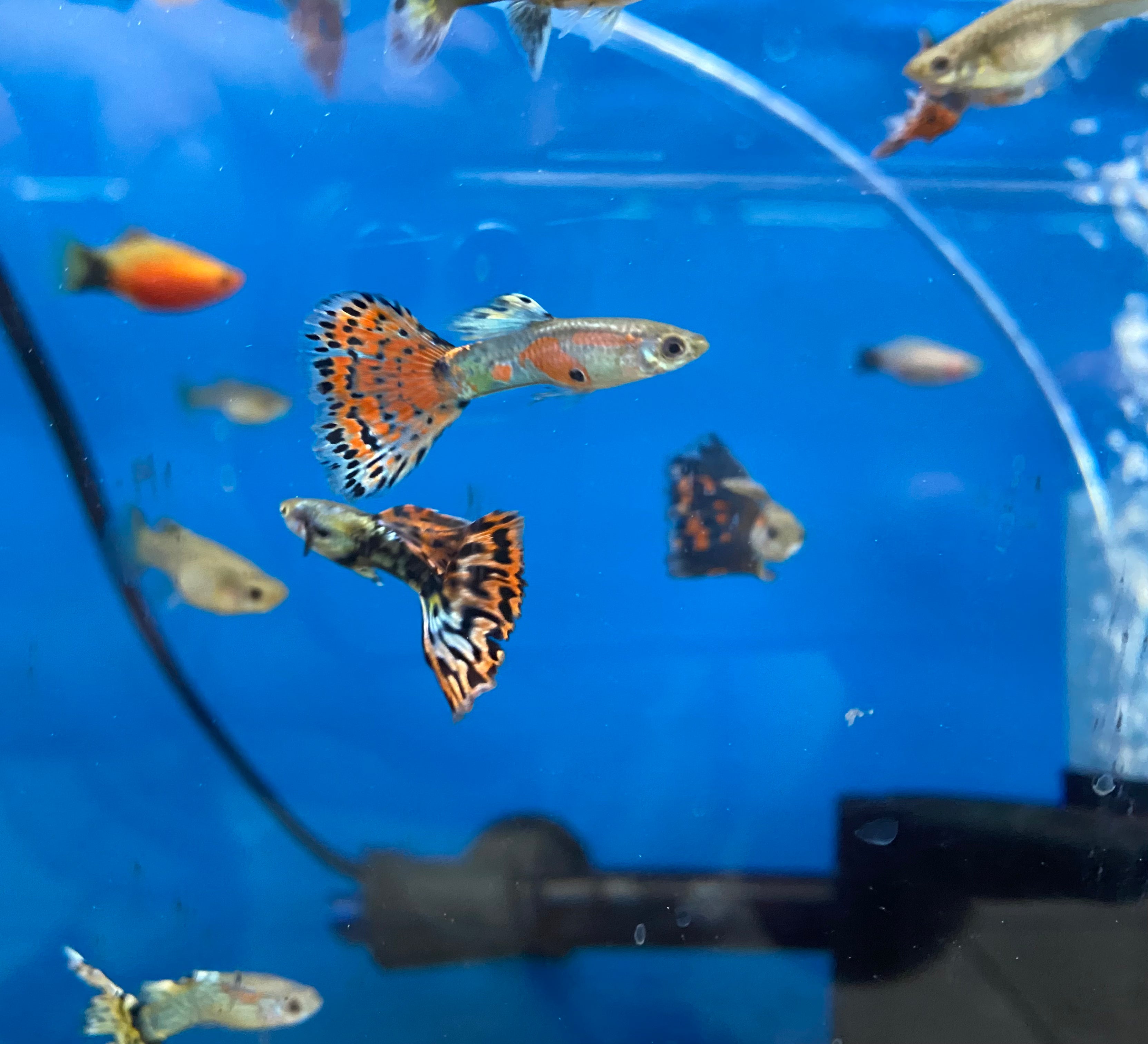 Assortiment de guppys cobra