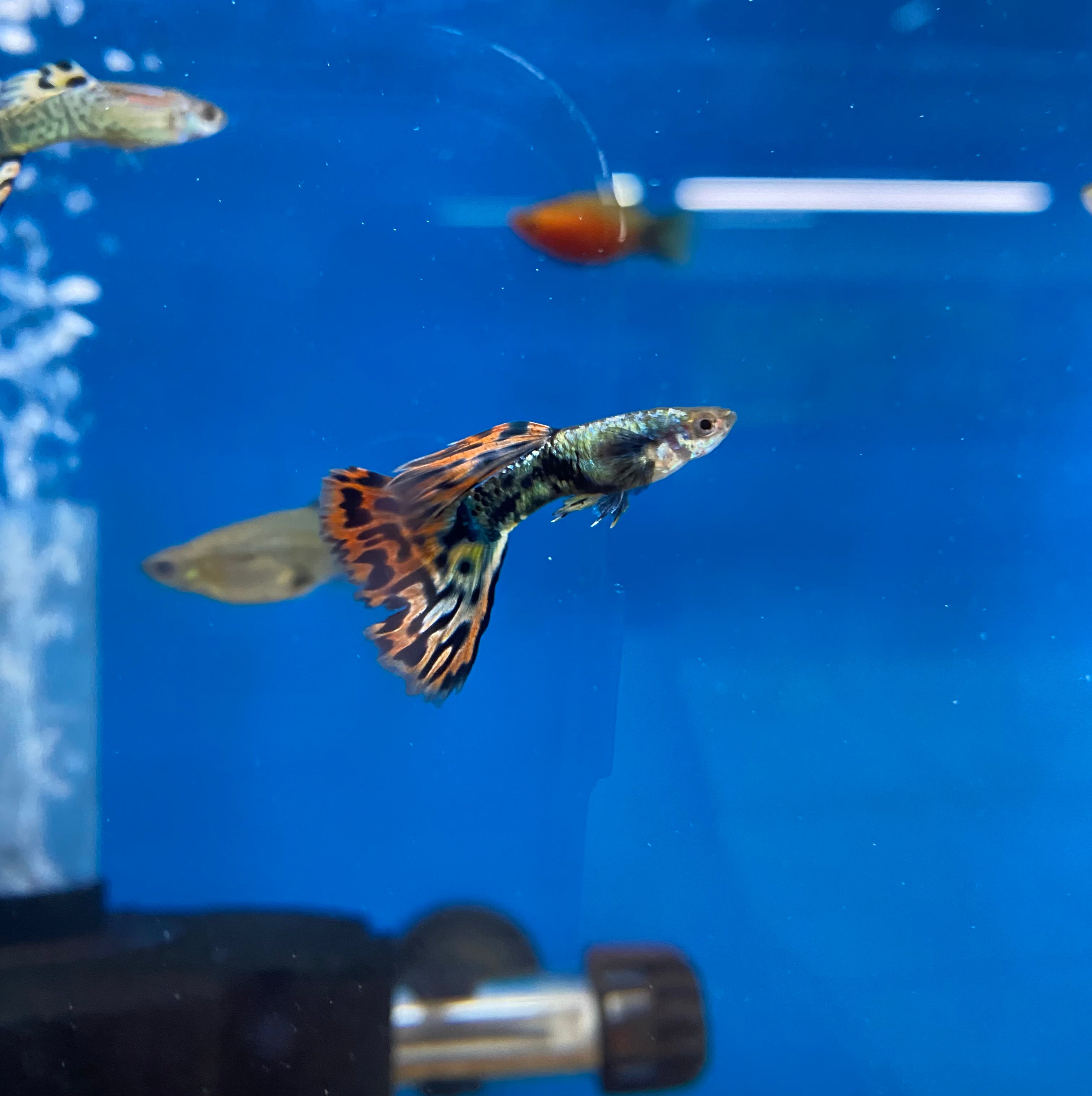 Assortiment de guppys cobra