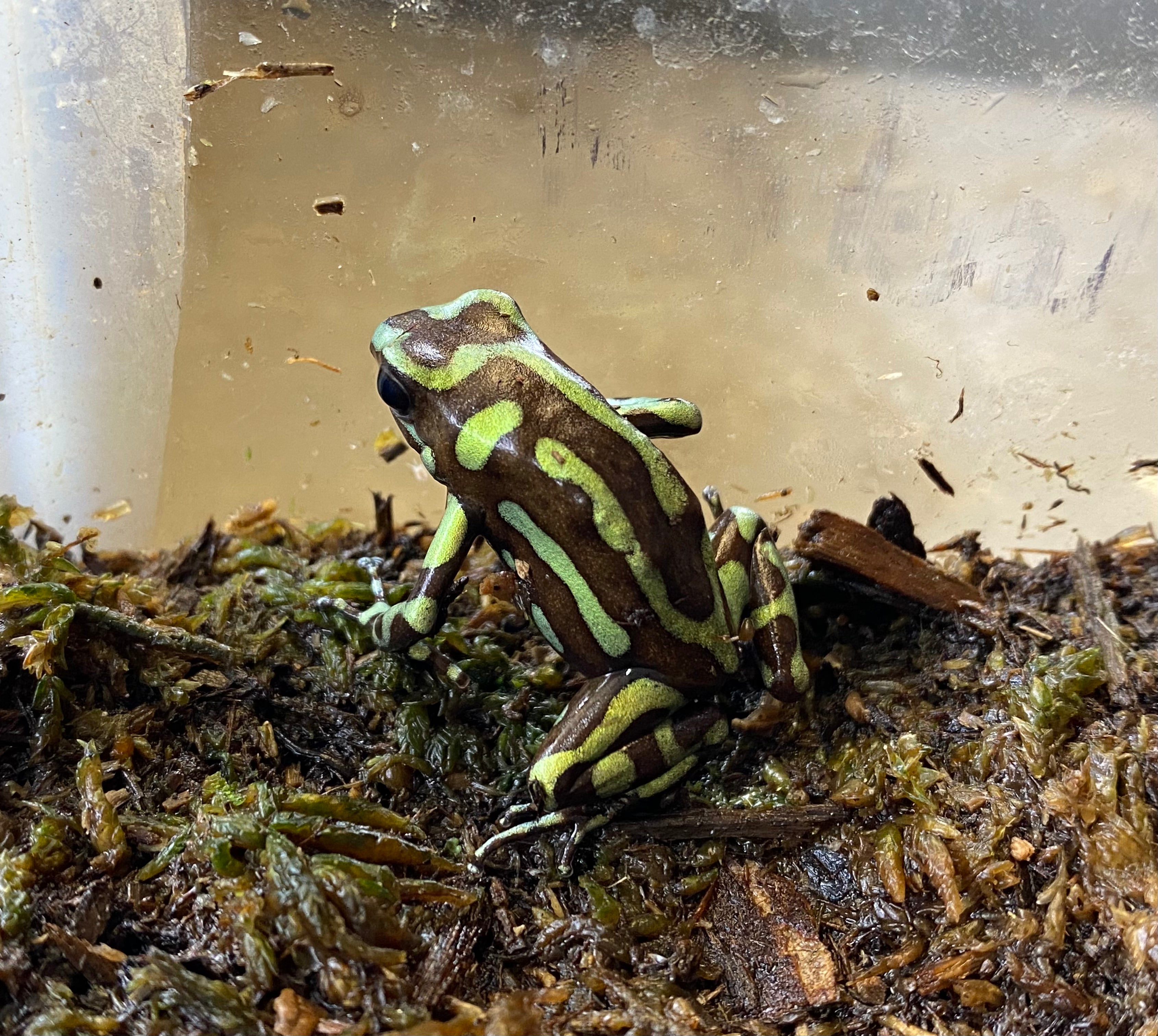 Dendrobates auratus "Reticulated"