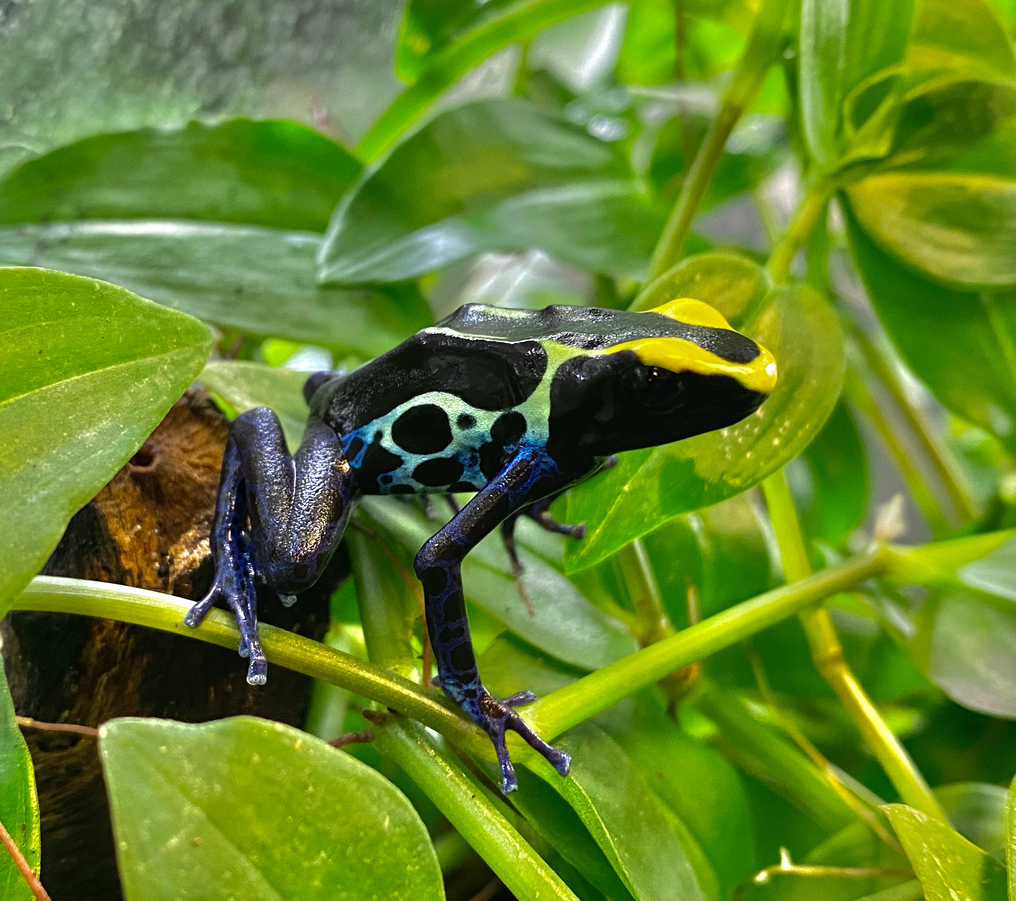 Dendrobates tinctorius 'Cobalt' CBB