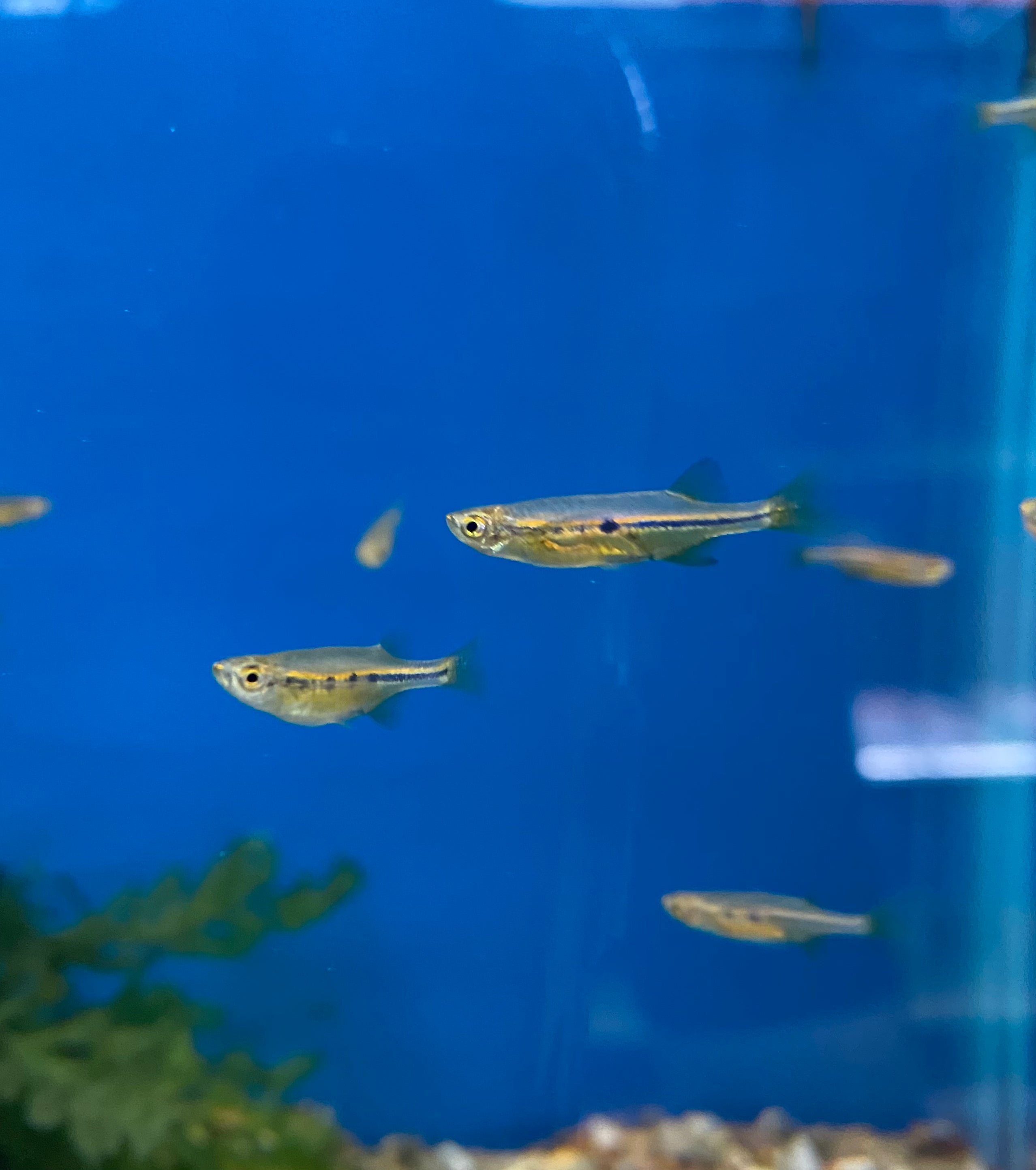 Orange Hatchet Danio