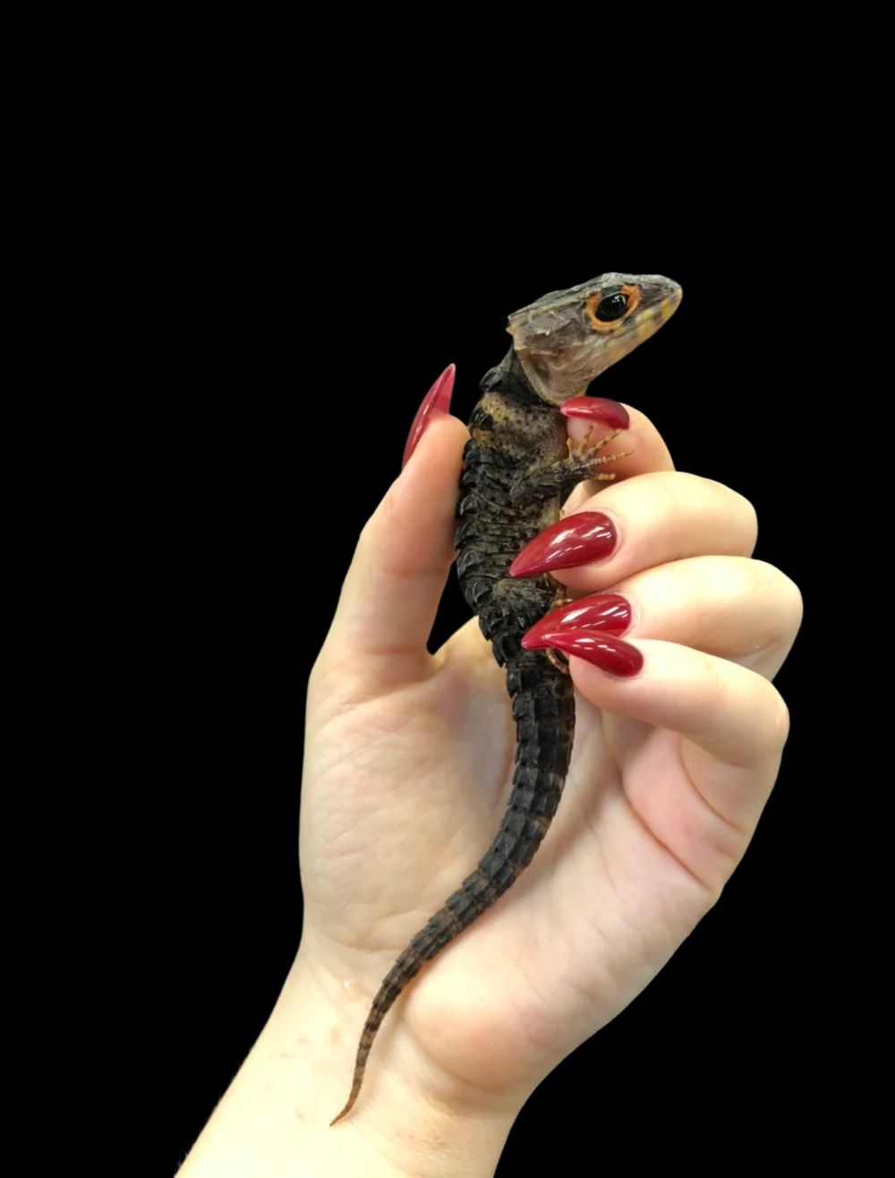 Red Eye Crocodile Skink (Tribolonotus gracilis)