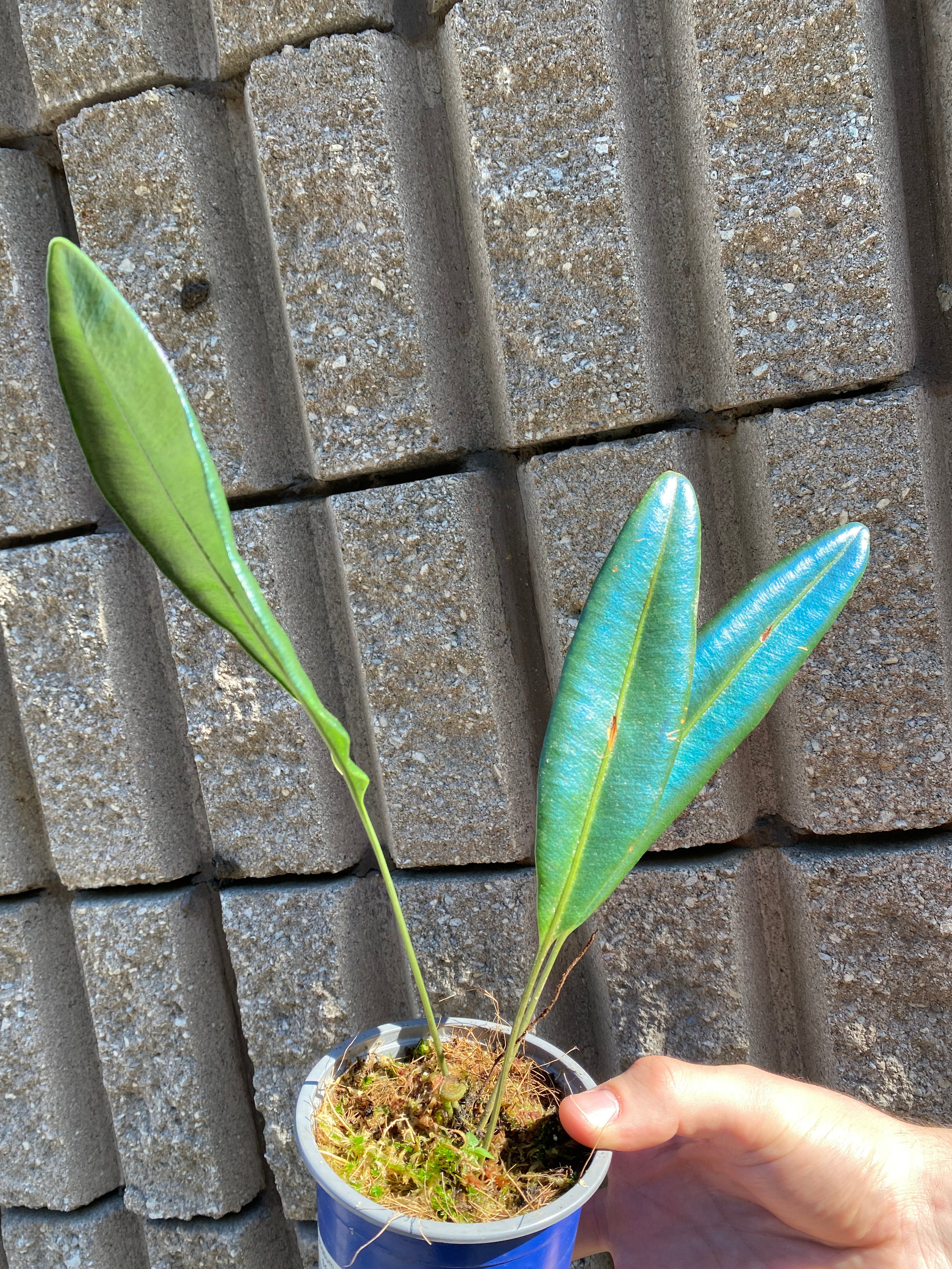 Élaphoglossum metallicum