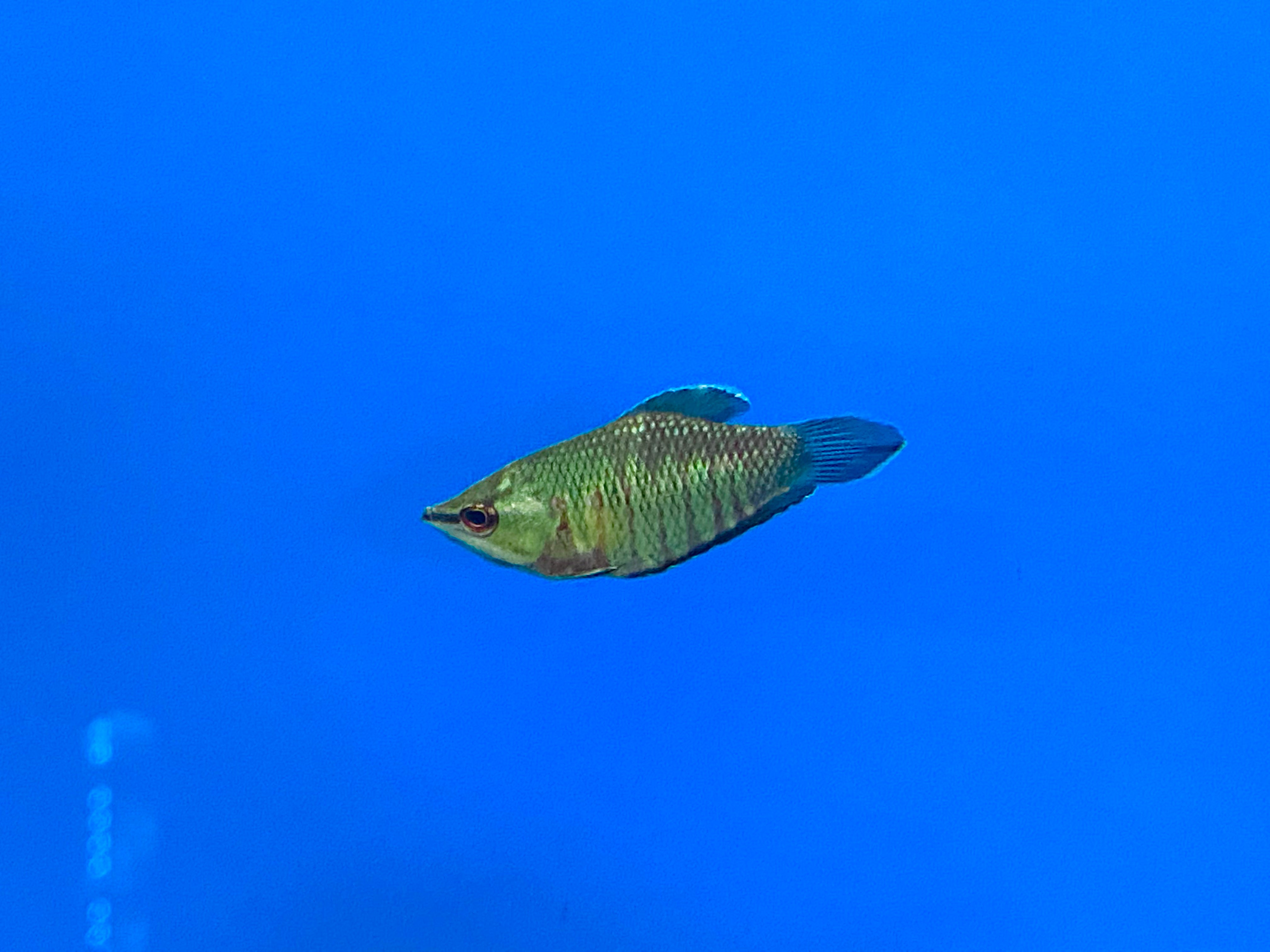 Samurai Gourami