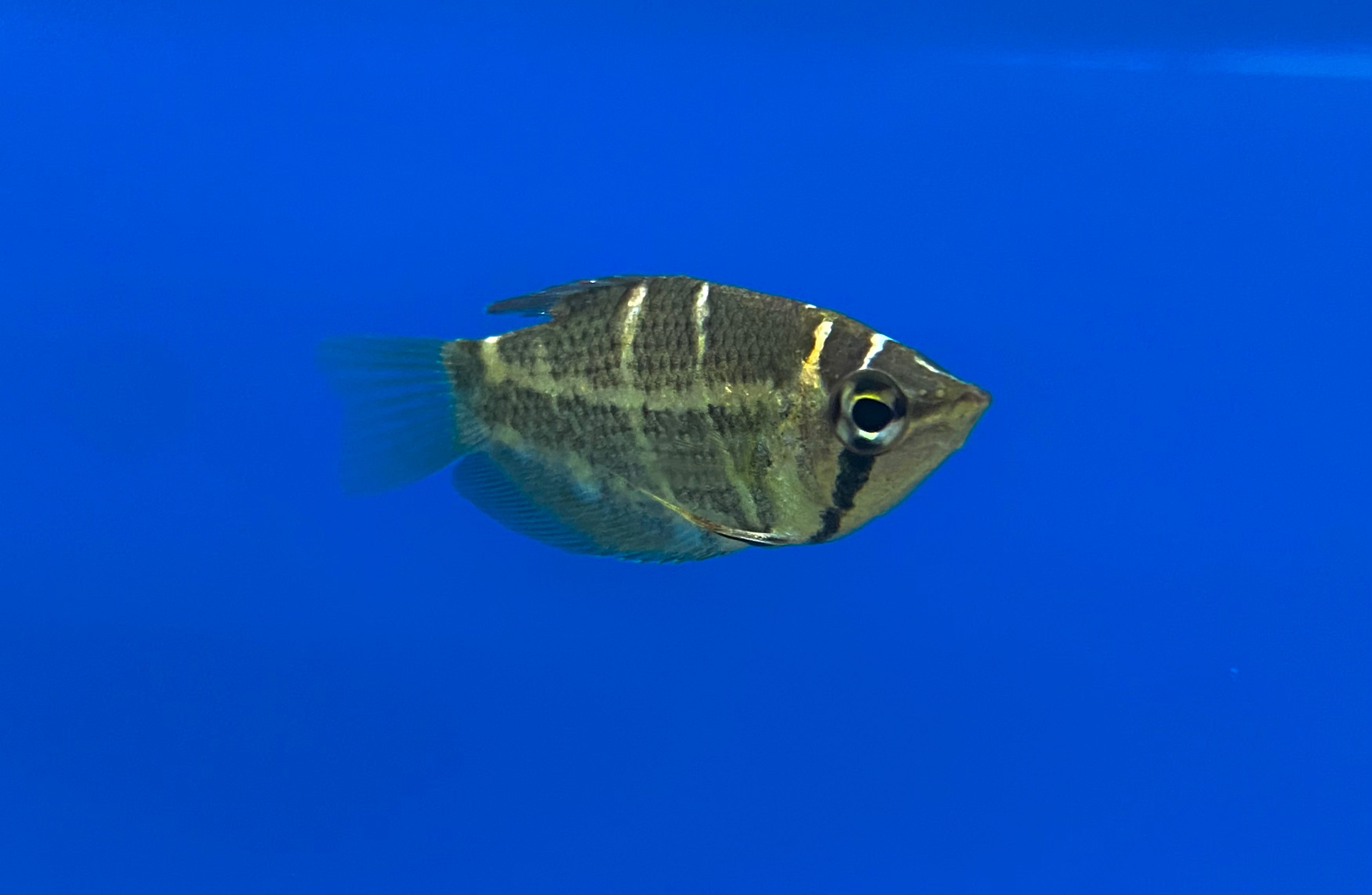 Crossband Chocolate Gourami