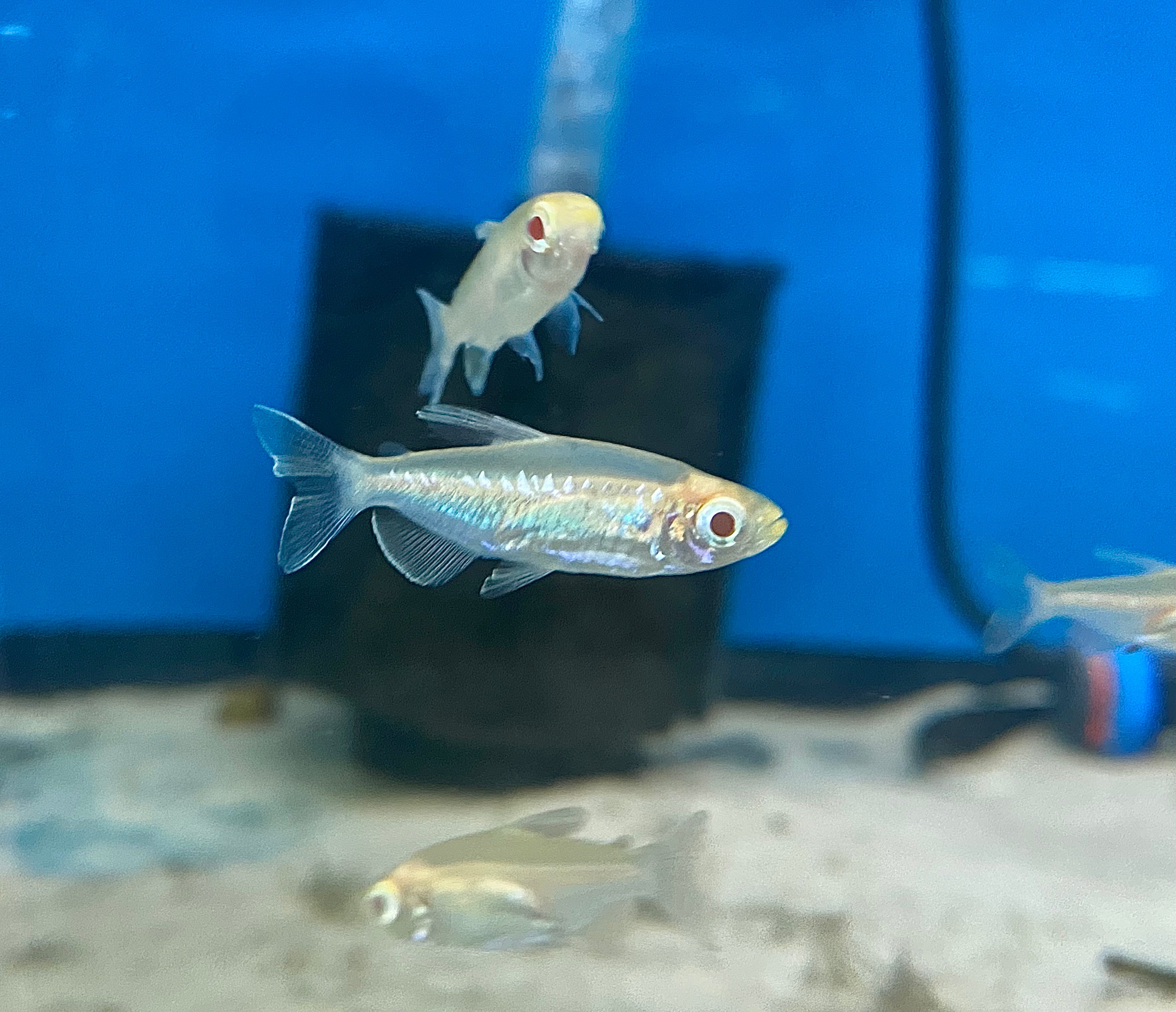 Albino Congo Tetra